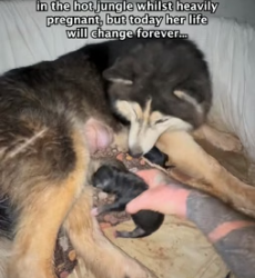 FULL VIDEO: H2706012_Bowie came to us 7 months ago, she was sick exhausted trying to s