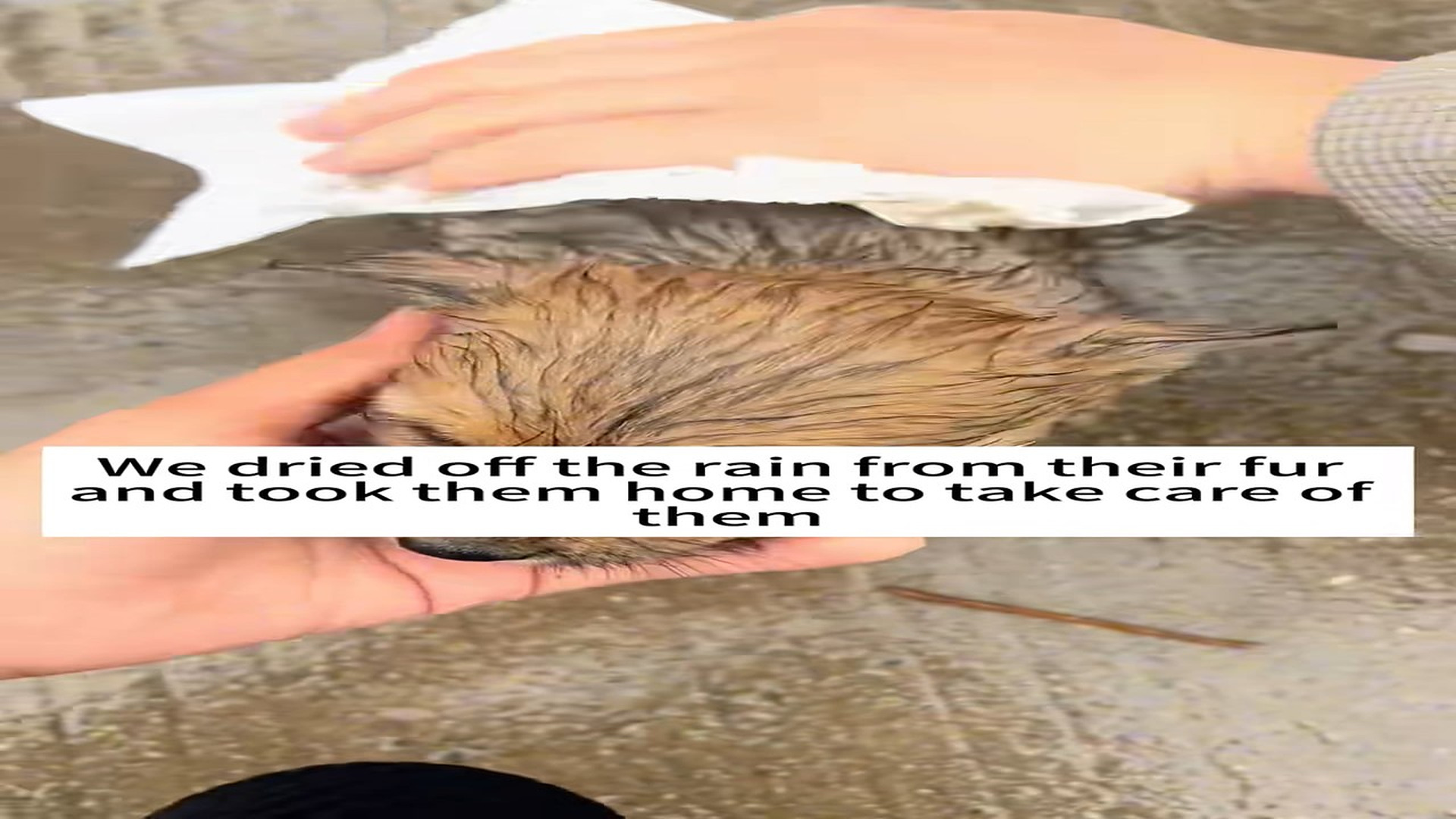 Part 2 : H0107009_#rescue #animal #dog #fyp #love (1)_part2