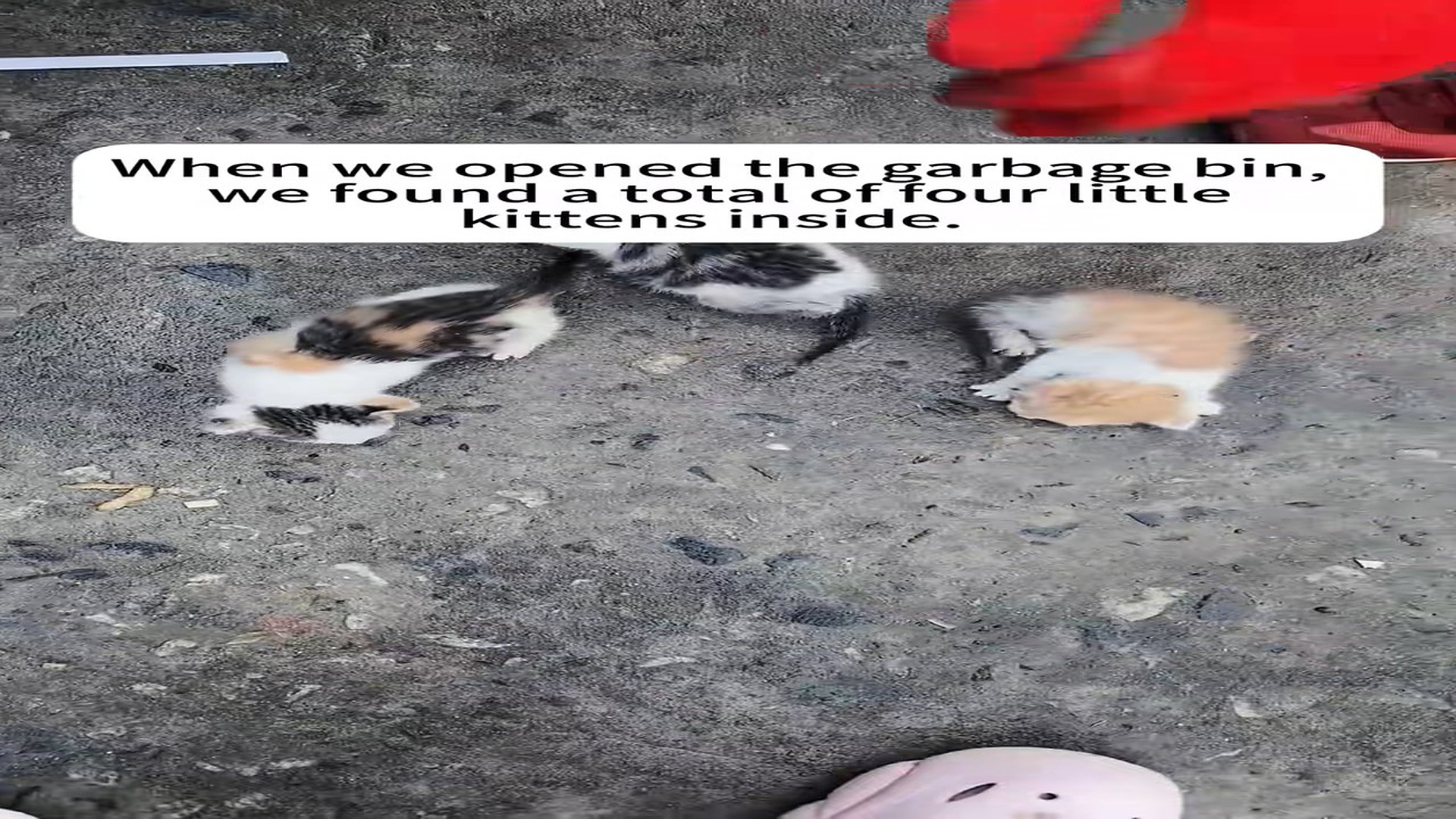 Part 2 : H0107005_#rescue #animal #cat #catsoftiktiok #fyp #love (3)_part2