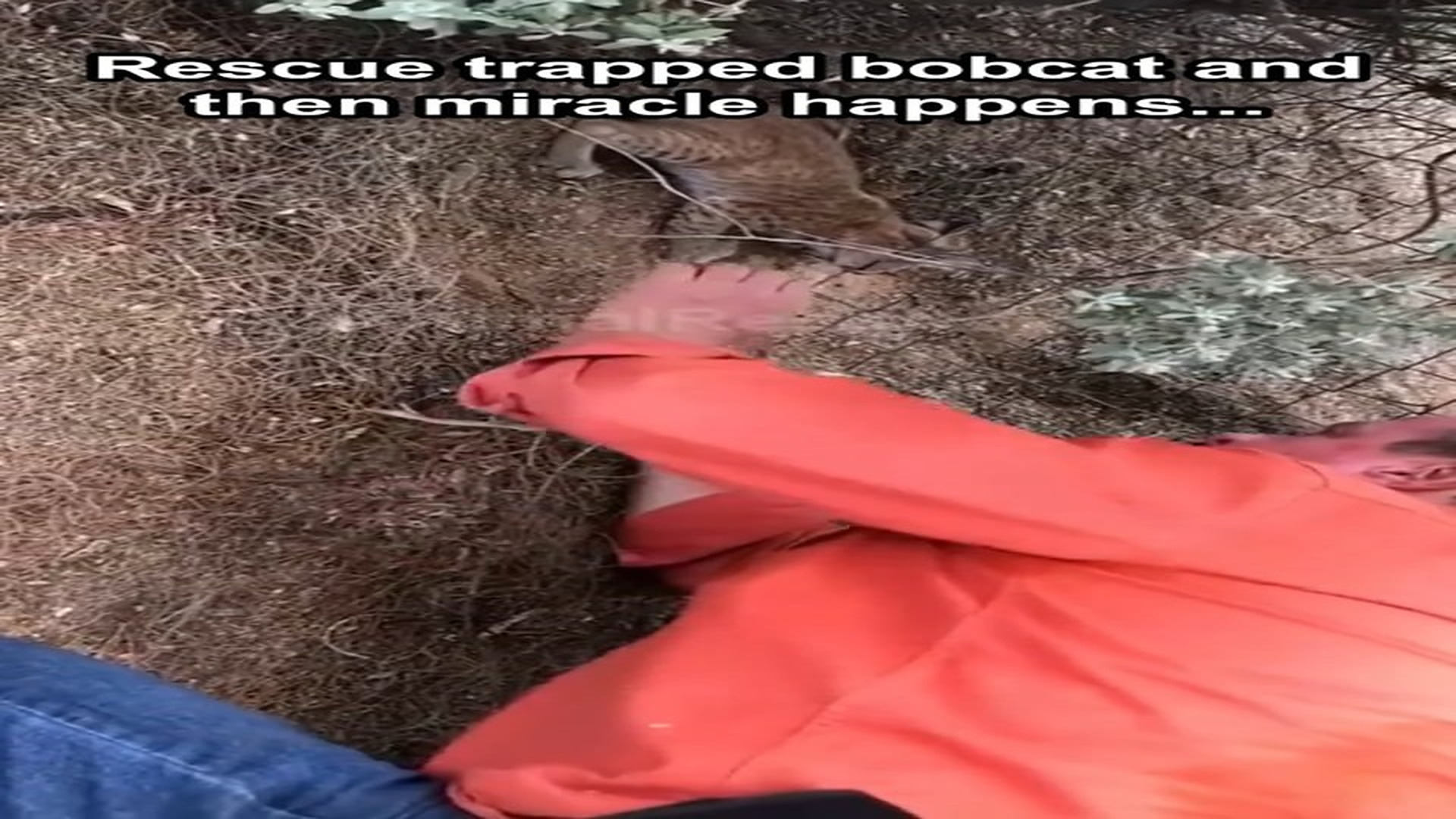 Full Video : H0107035_Rescue trapped bobcat then miracle happens... #rescue #cute #bobc