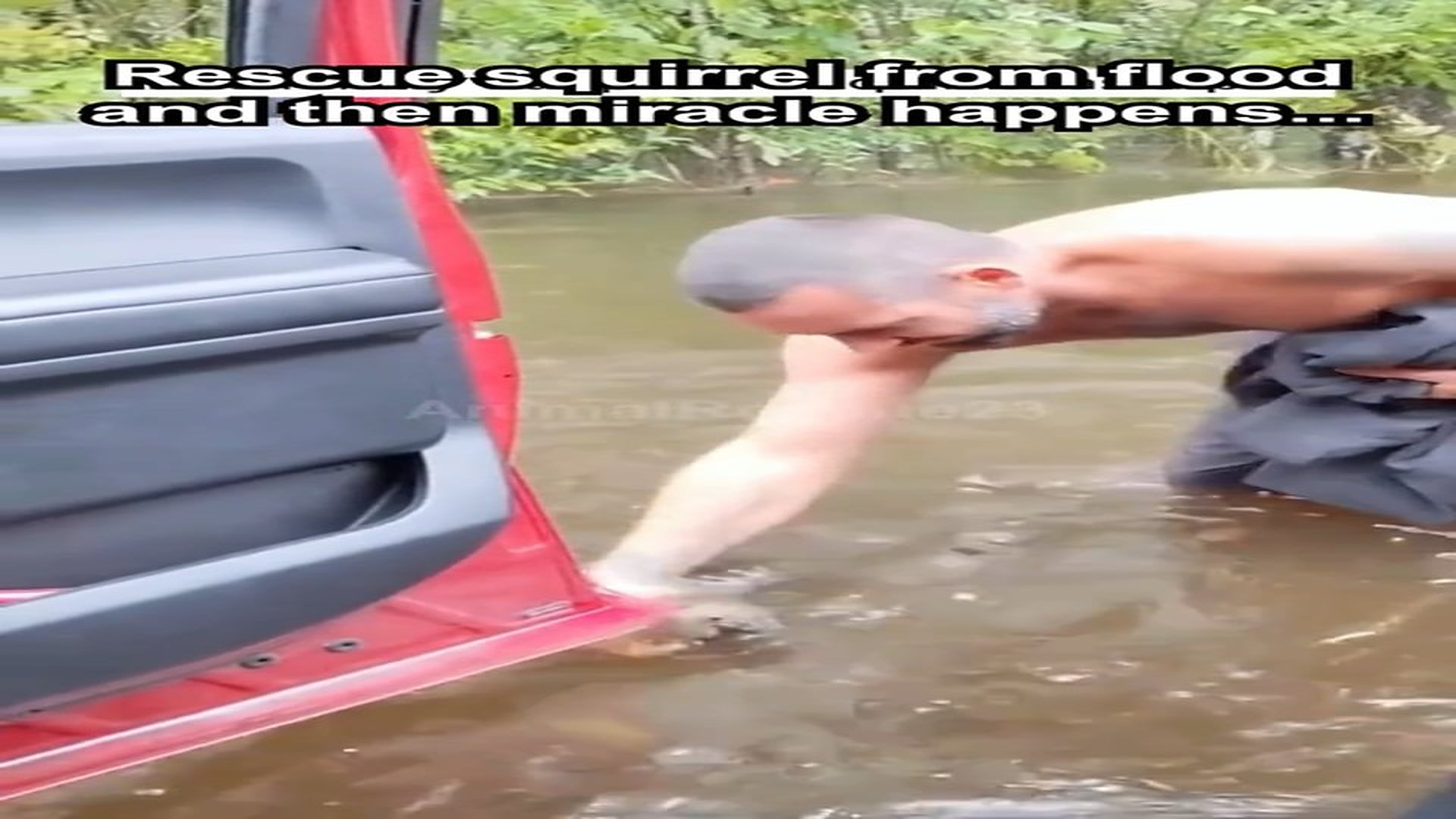 Full Video : H0107033_Rescue squirrel flood then miracle happens... #rescue #cute