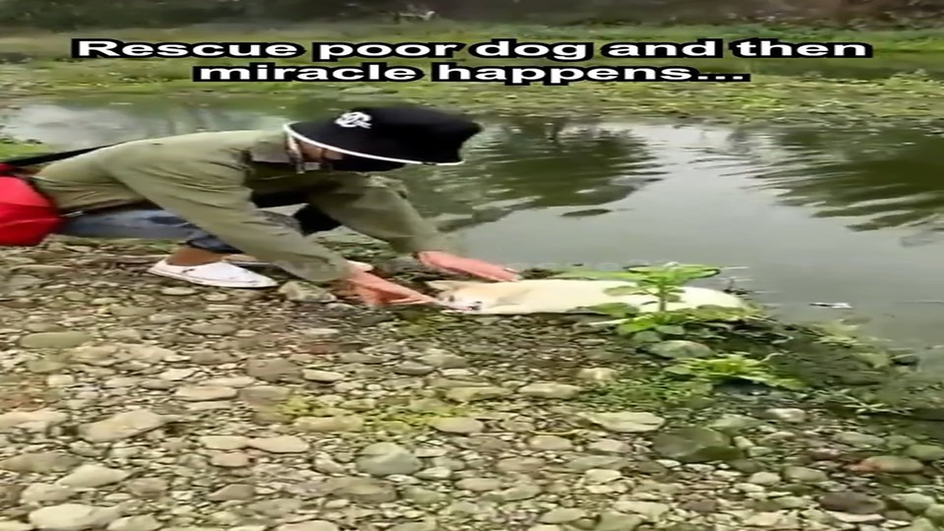 Full Video : H0107034_Rescue poor dog then miracle happens... #rescue #cute #puppy #dog