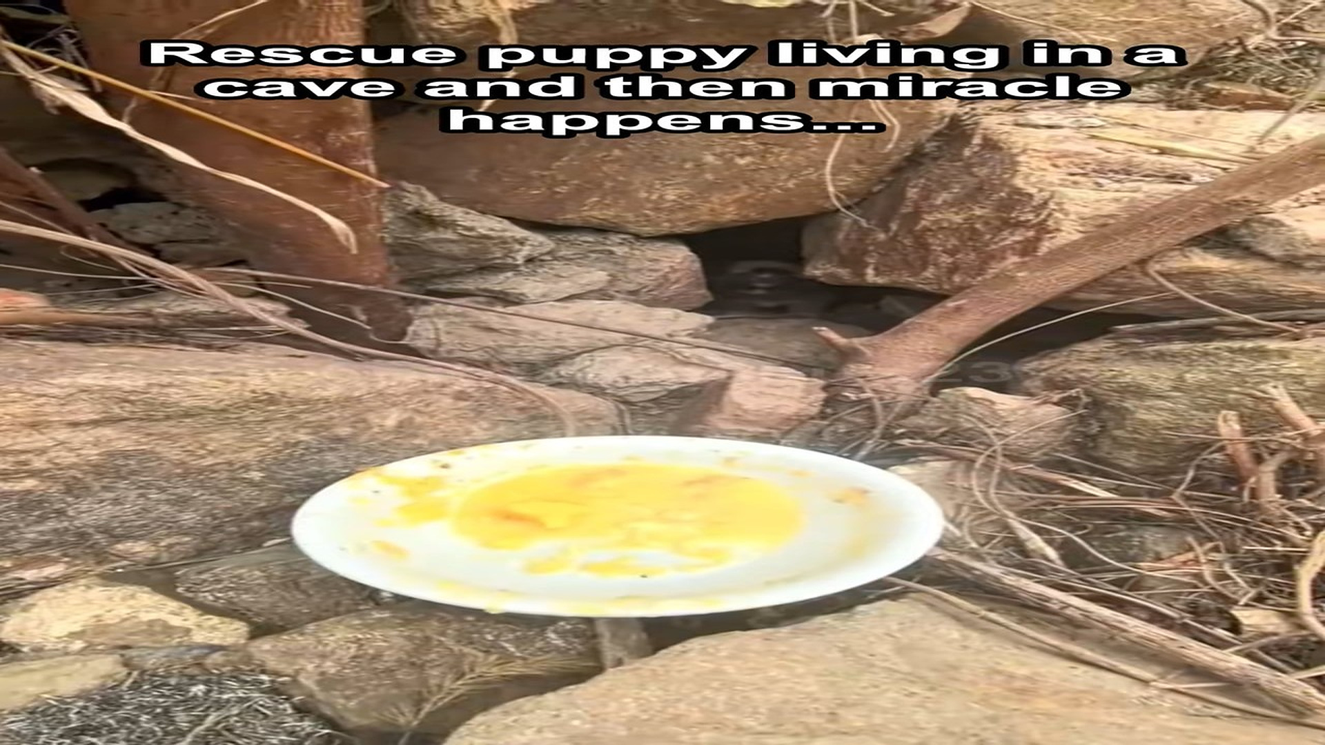 Full Video : H0107032_Rescue puppy living in a cave then miracle happens... #cute #pupp