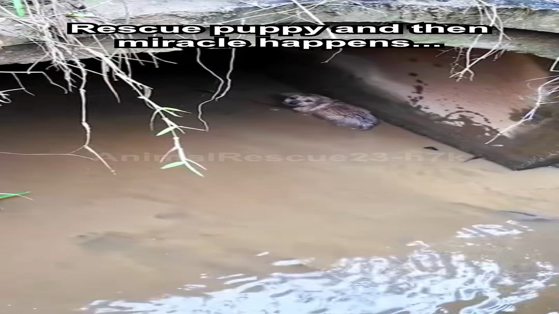 Full Video : H0107020_Rescue puppy then miracle happens... #puppy #cute #rescue #animals