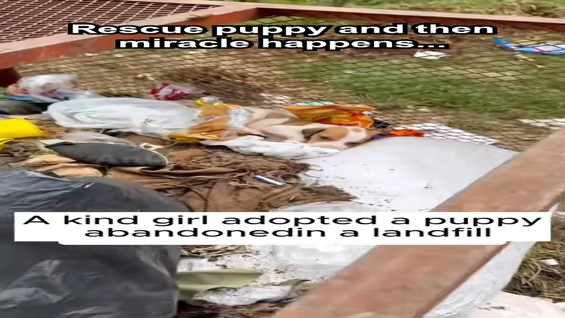 Full Video : H0107018_Rescue puppy then miracle happens... #cute #puppy #rescue #dogs