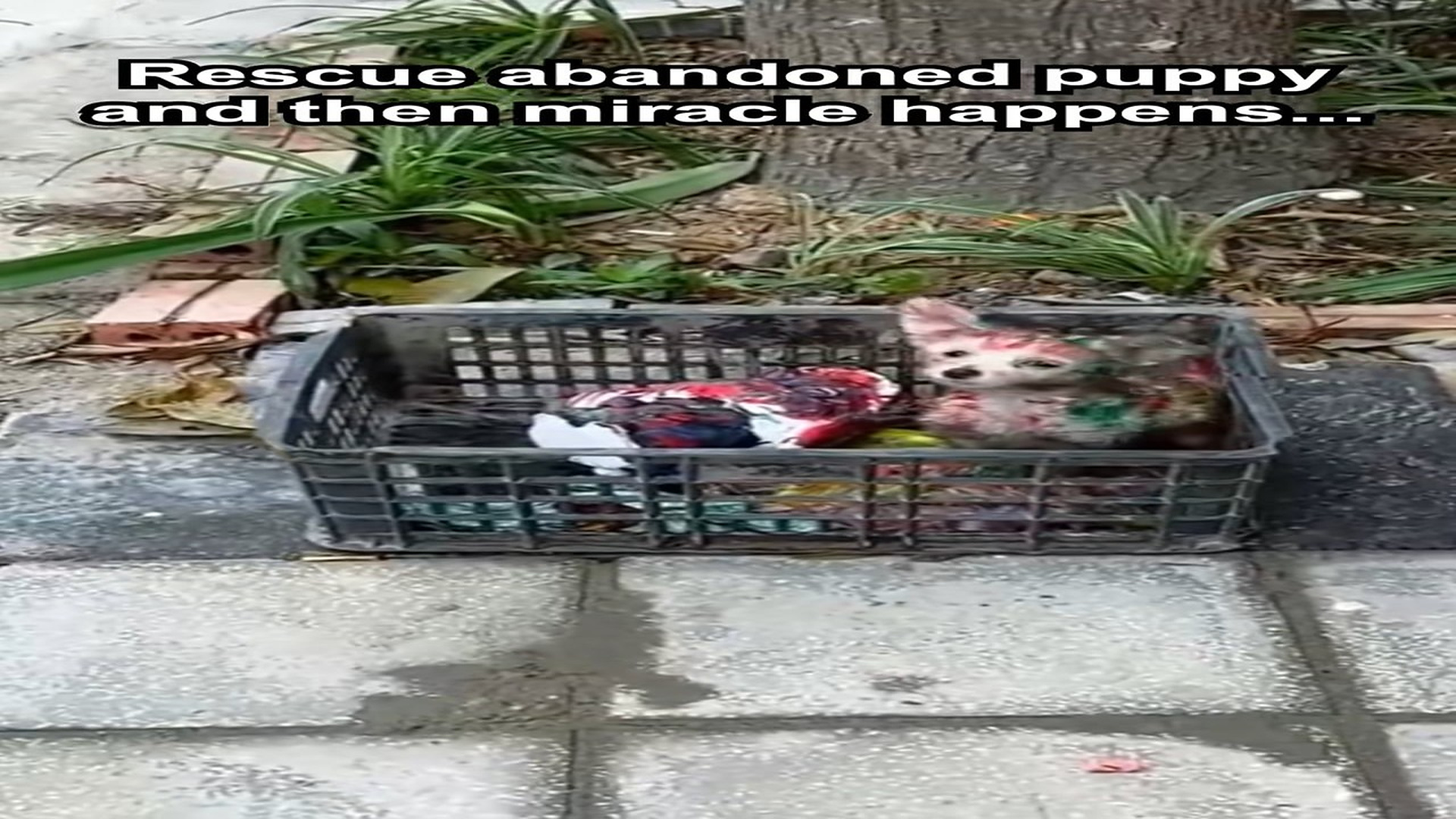 Full Video : H0107015_rescue abandoned puppy then miracle happens... #cute #puppy #resc
