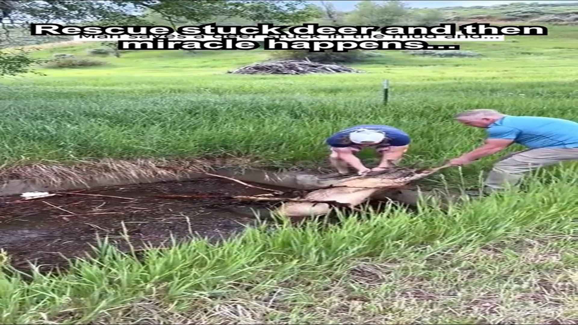 Full Video : H0107013_rescue deer then miracle happens... #deer #mud #rescue #animals