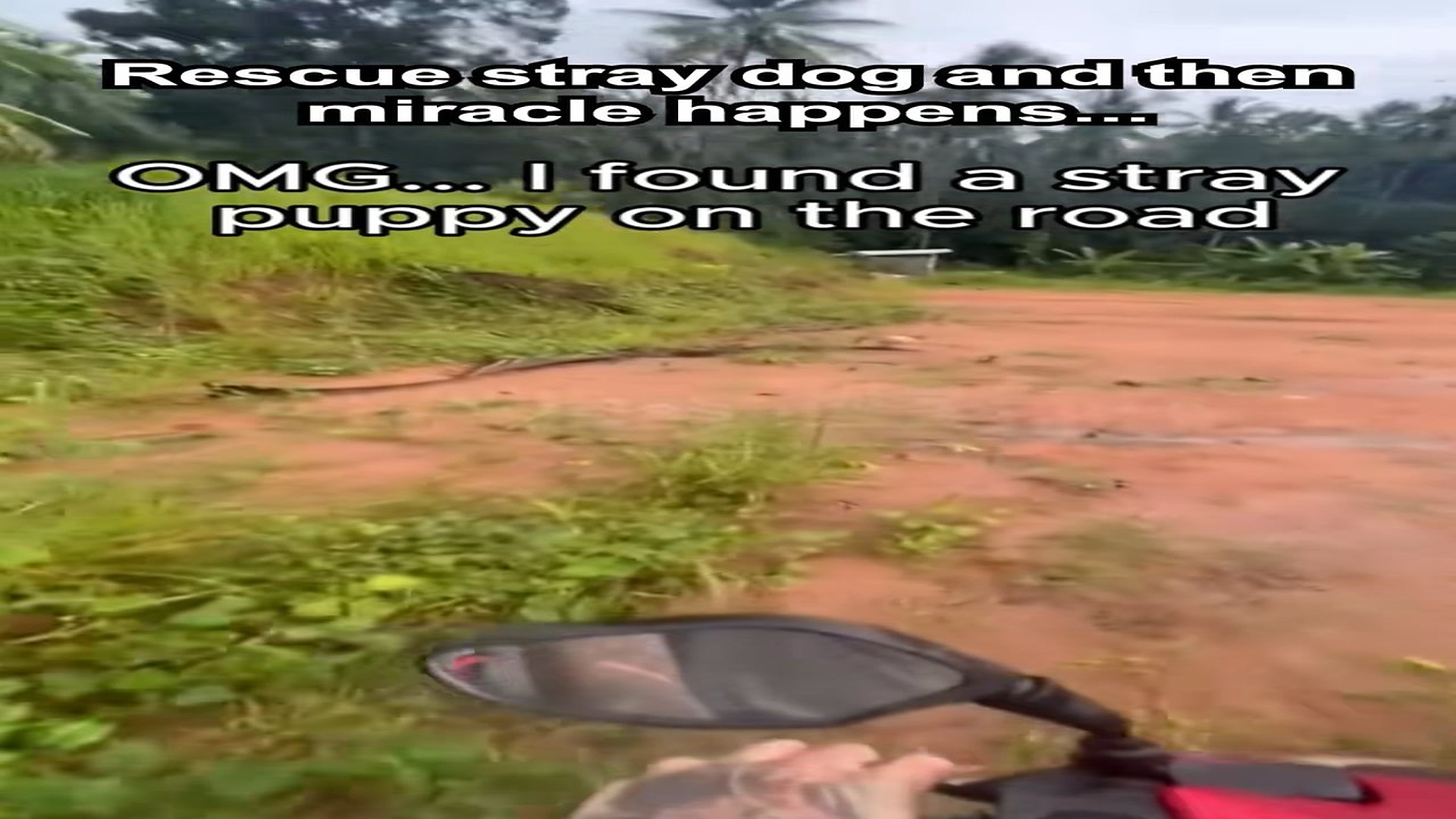 Full Video : H0107014_Rescue stray dog then miracle happens... #cute #puppy #dog #rescu