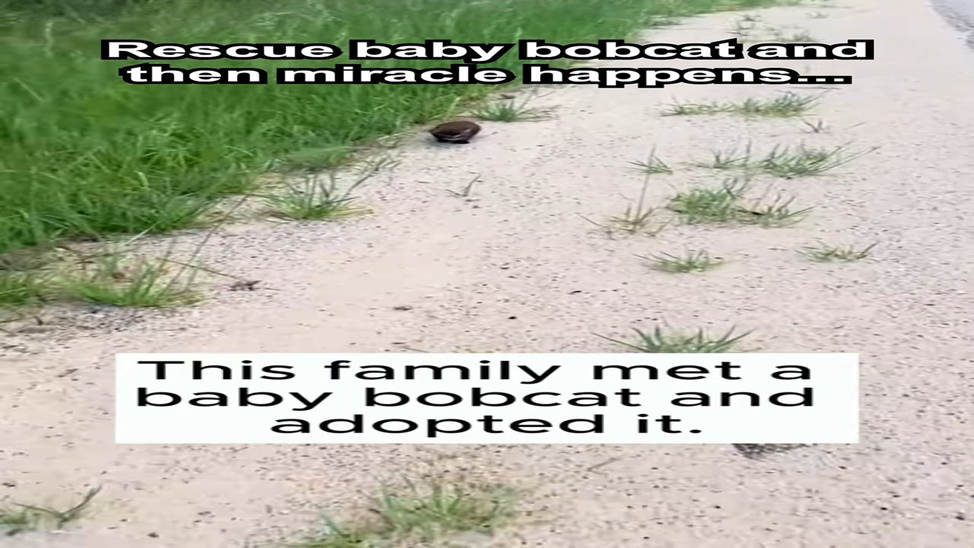 Full Video : H0107010_Rescue baby bobcat then miracle happens... #cute #baby #bobcat #r