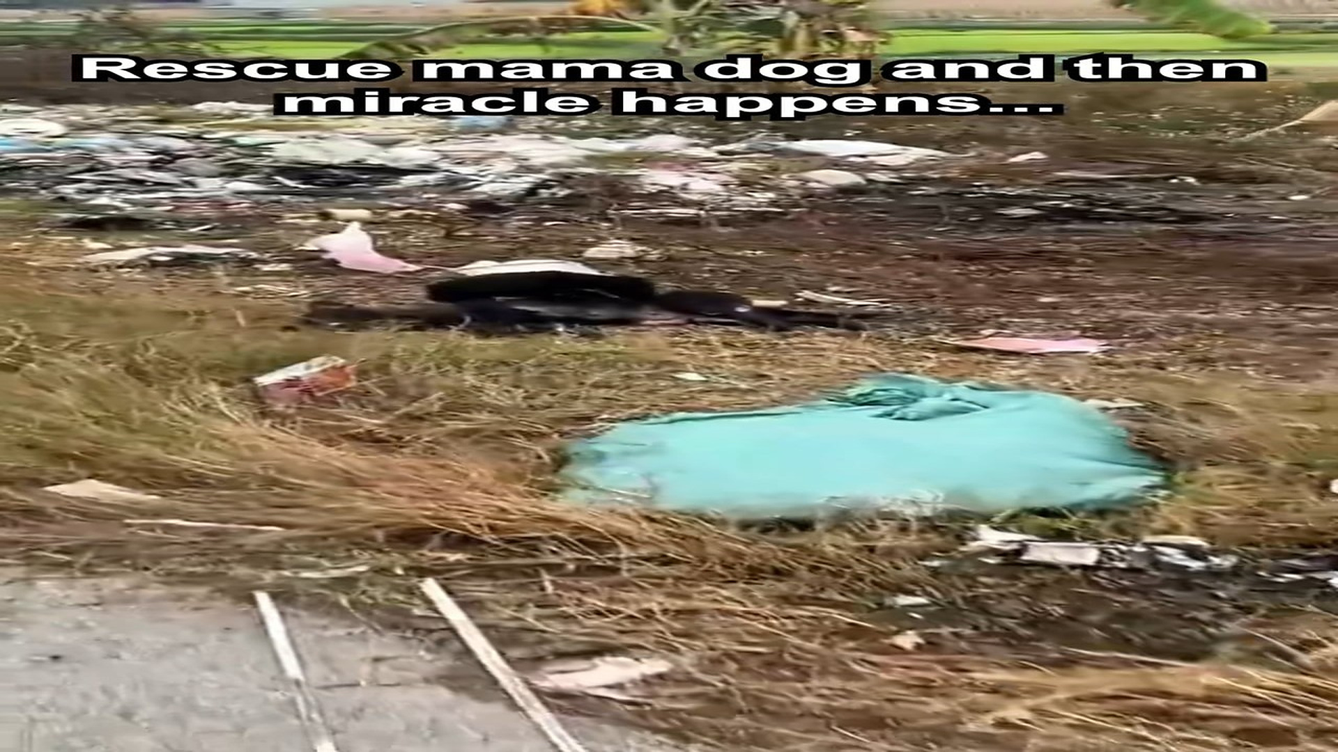 Full Video : H0107005_rescue mama dog then miracle happens... #dog #puppies #cute #resc