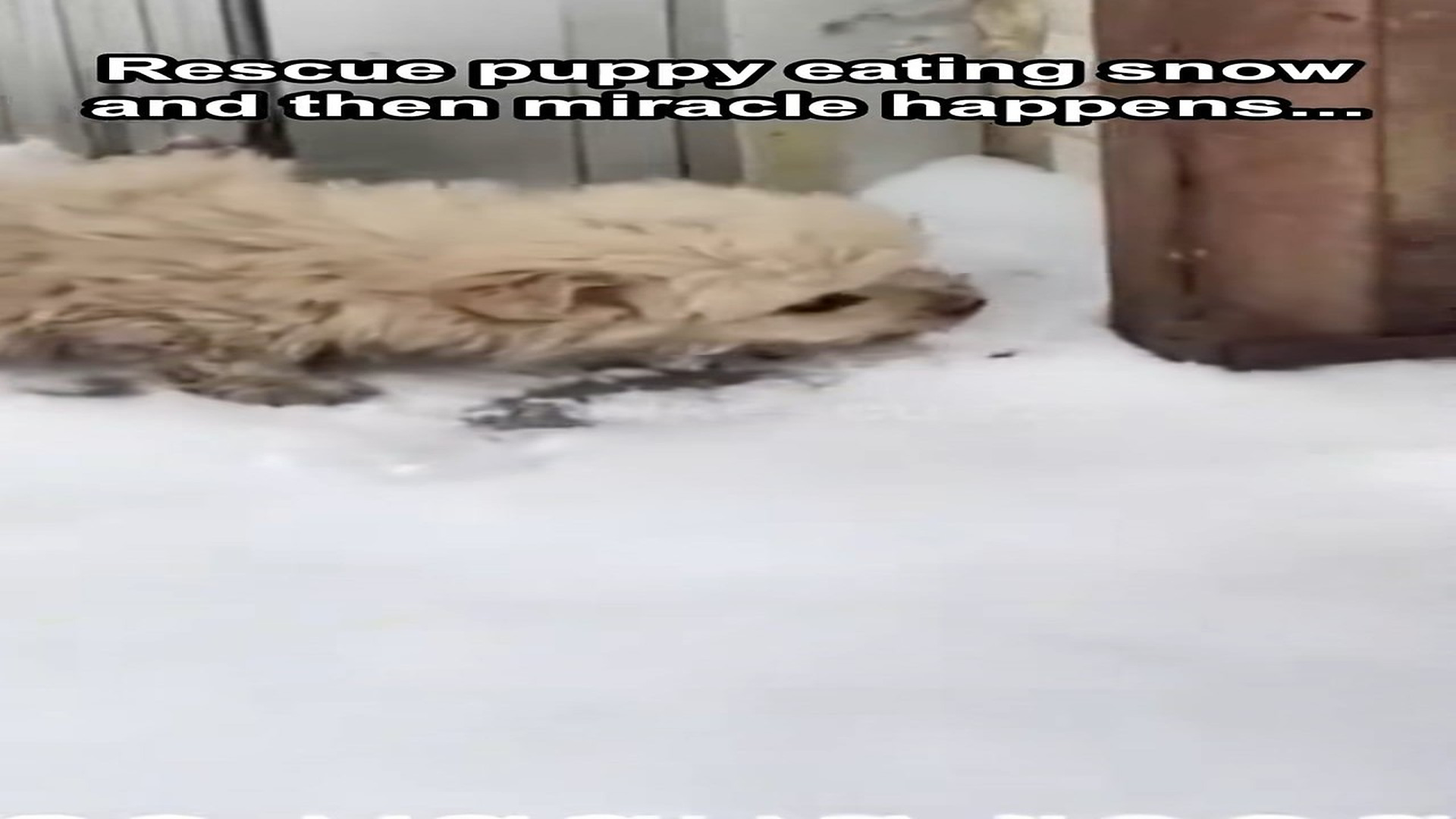 Full Video : H0107006_He was so hungry he was eating snow.... #cute #puppy #dog #rescue #an