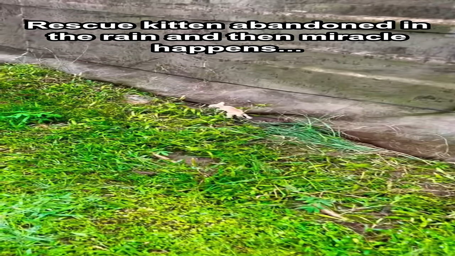 Full Video : H0107003_Rescue abandoned kitten in rain then miracle happens... #cute