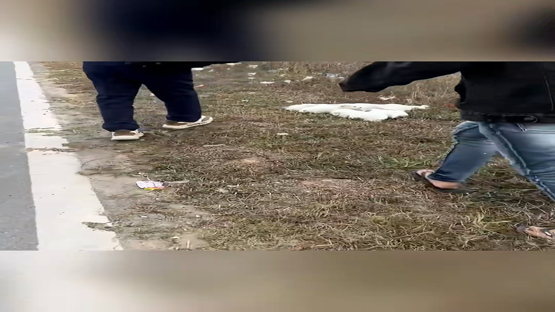 Full Video : H0207025_Rescue a family of dogs #animal #animalsoftiktok #rescueanimals #resc (2)