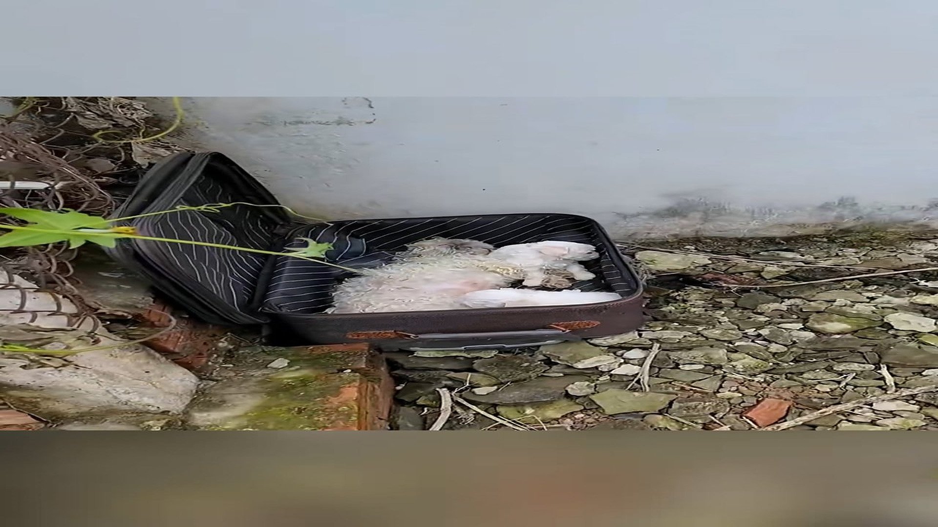Full Video : H0207018_Rescue a family of dogs #animal #animalsoftiktok #rescueanimals #resc (1)
