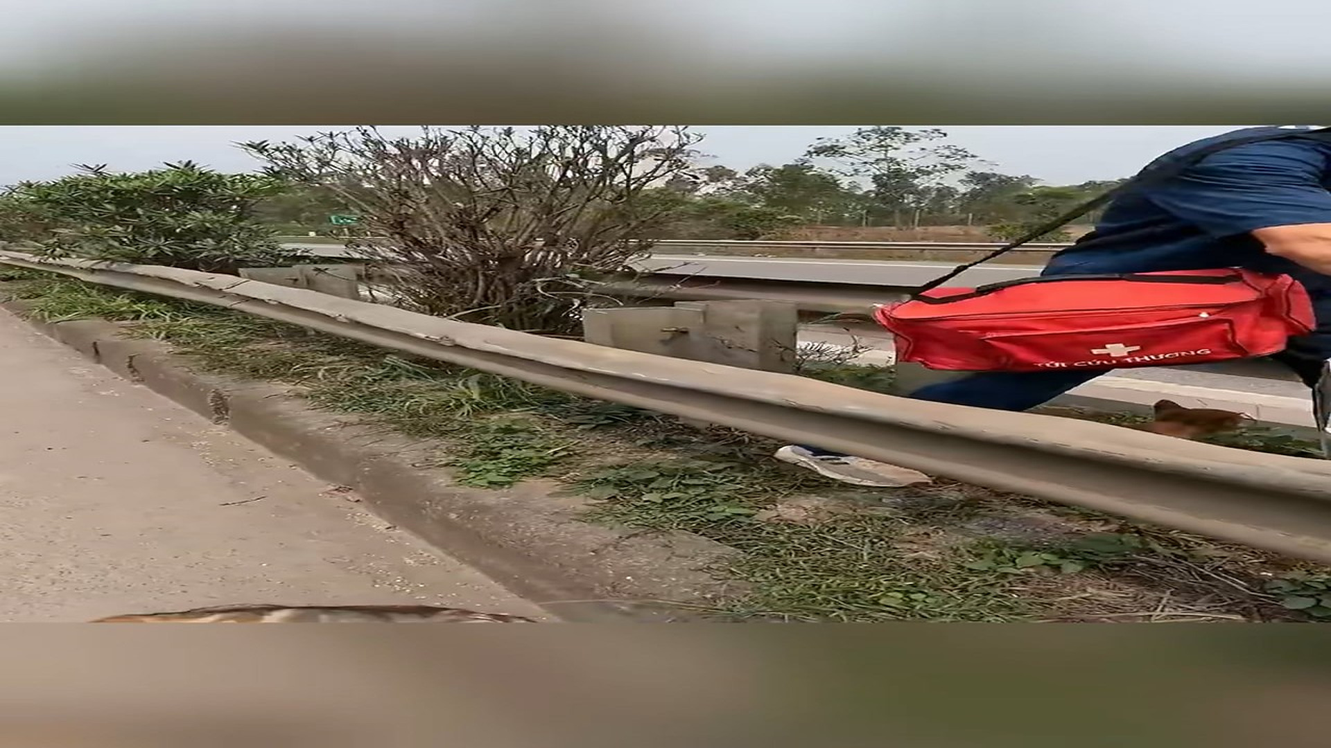 Full Video : H0207016_Rescue puppy on road #animal #animalsoftiktok #rescueanimals #res