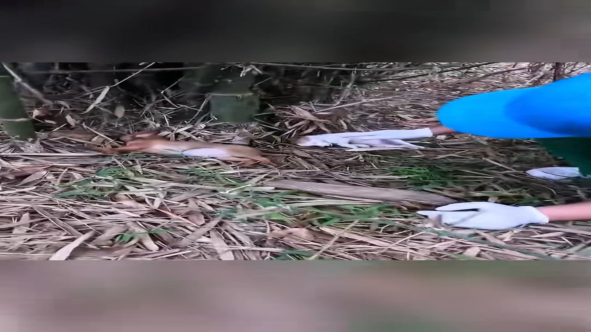 Full Video : H0207010_Rescue two puppy #animal #animalsoftiktok #rescueanimals #rescue #res