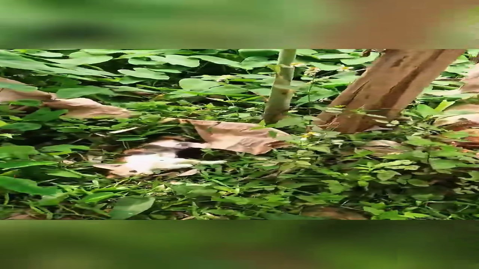 Full Video : H0207006_Rescue a family of cats #animal #animalsoftiktok #rescueanimals #resc (7)