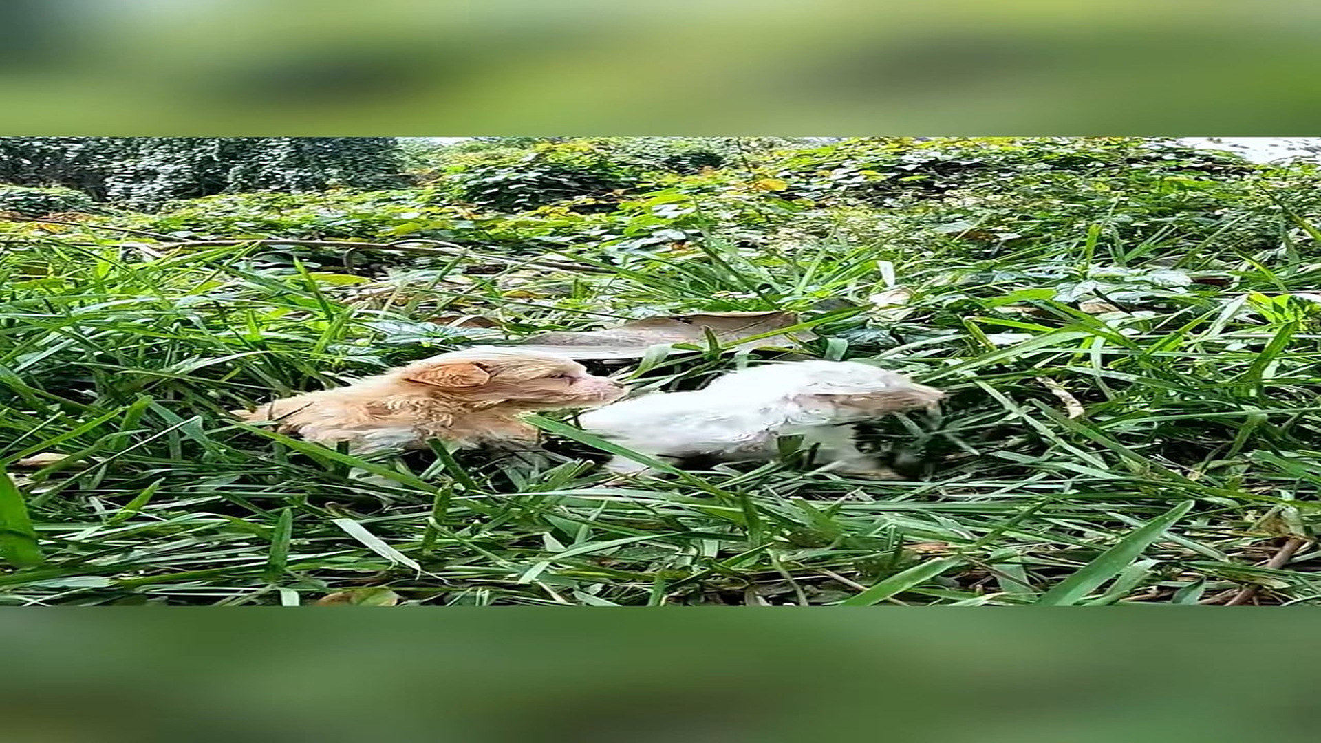 Full Video : H0207008_Rescue 2 lost dogs #animal #animalsoftiktok #rescueanimals #rescue #d