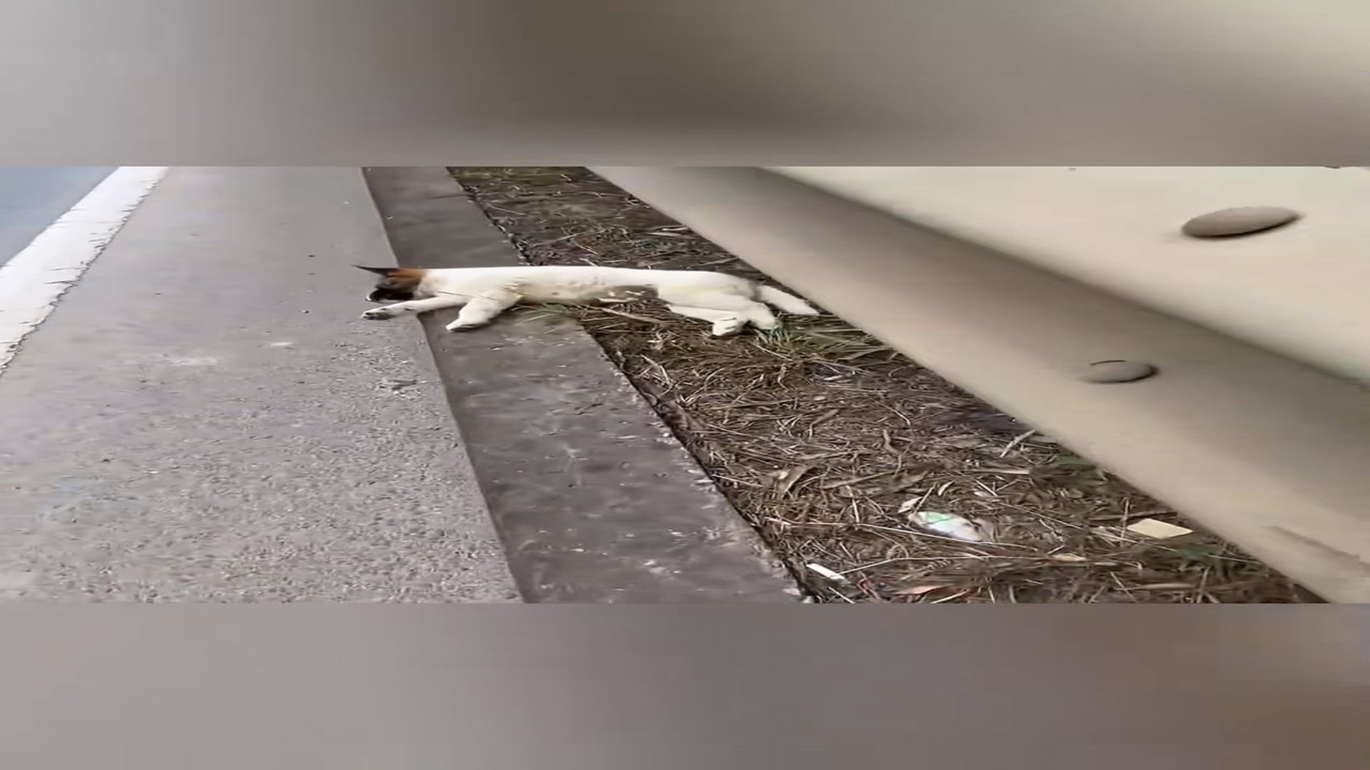 Full Video : H0207005_Rescue a puppy on road #animal #animalsoftiktok #rescueanimals #r