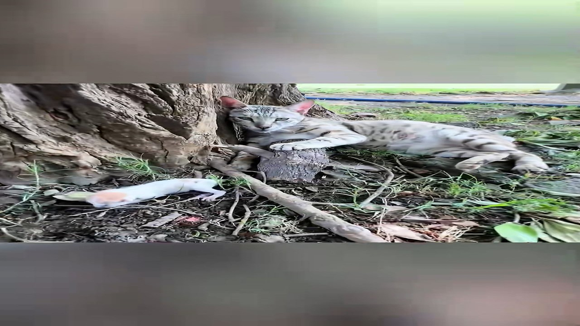 Full Video : H0207001_Rescue a family of cats #animal #animalsoftiktok #rescueanimals #resc (1)