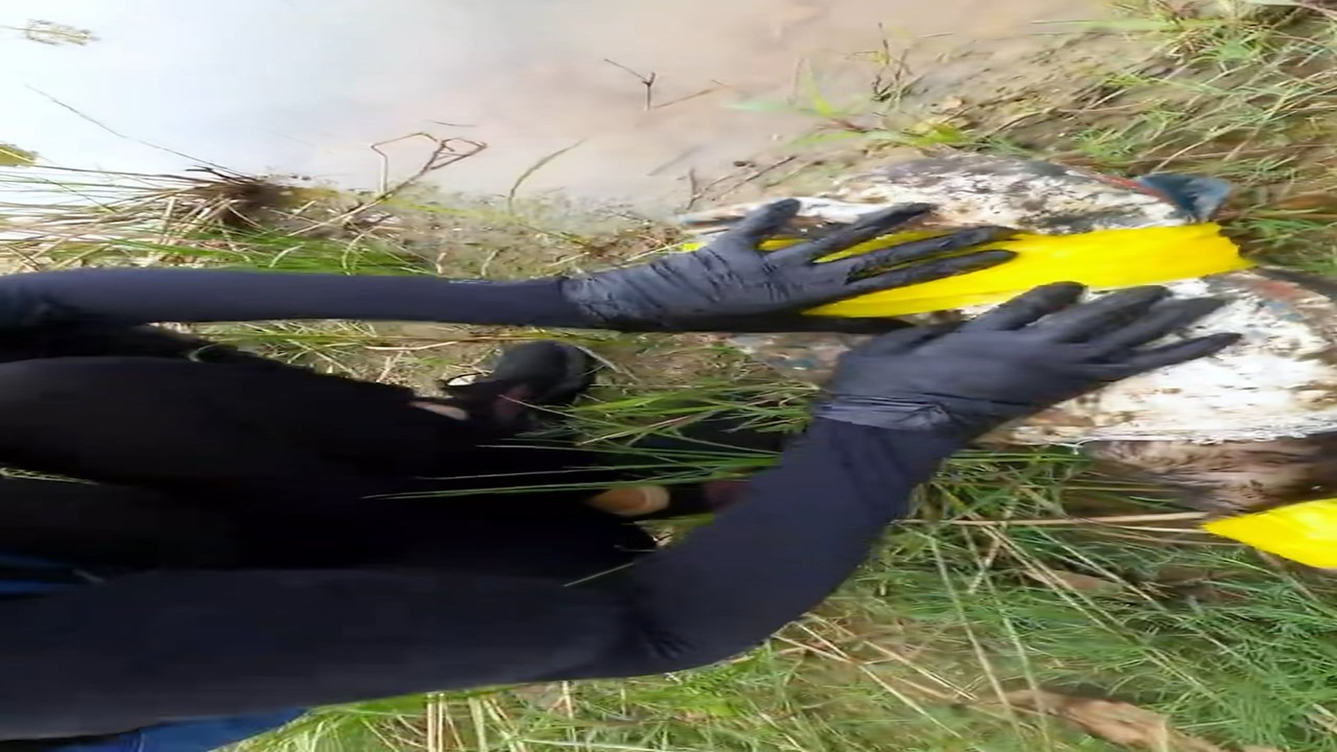 Full Video : H0207044_Rescue a puppy #puppy #rescue #animal #rescueanimals #dog