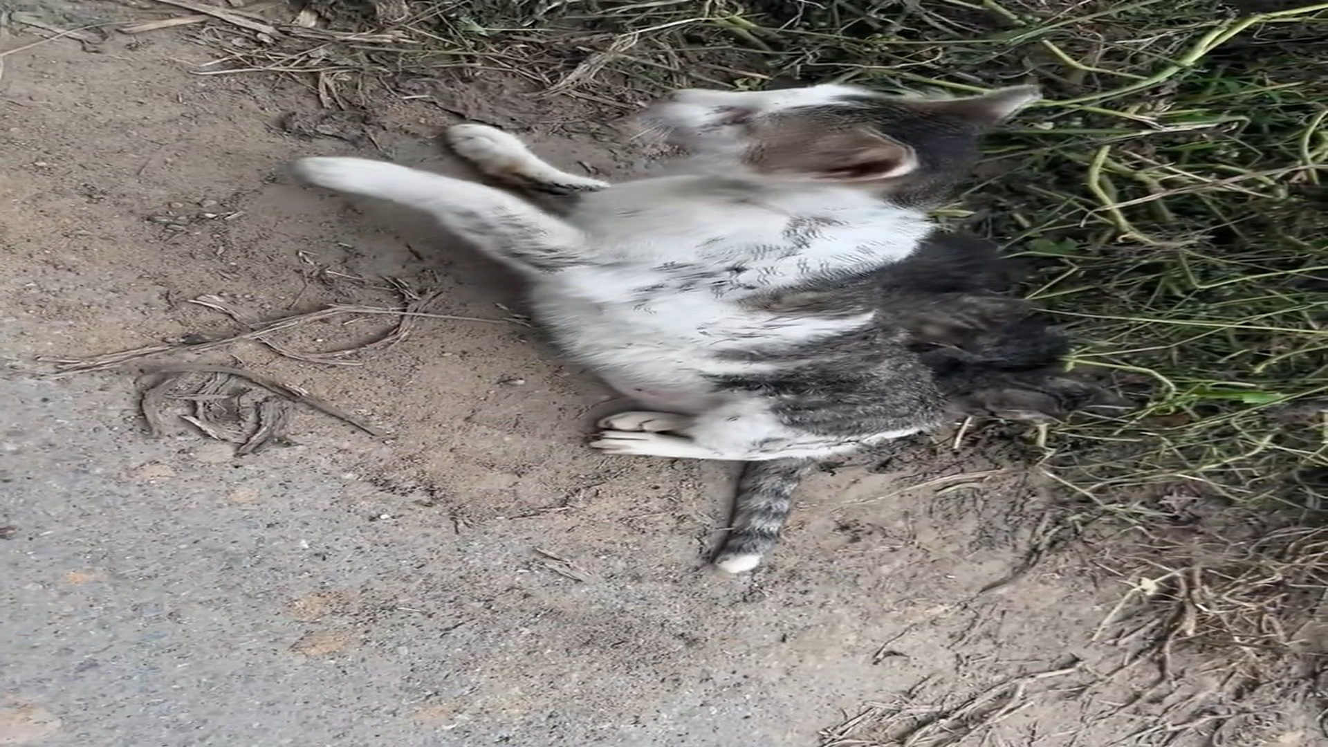 Full Video : H0207041_Rescue a family of cats #rescue #animal #rescueanimals #catsoftiktok