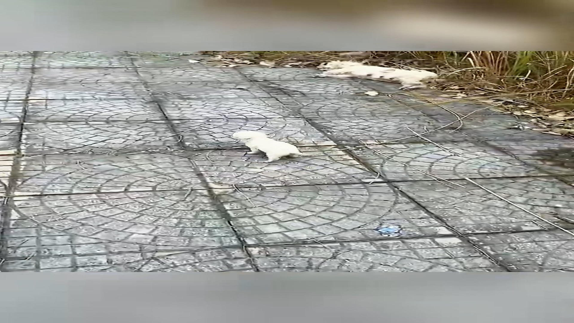 Full Video : H0207033_Rescue a family dog on road #rescue #animal #animalsoftiktok #res