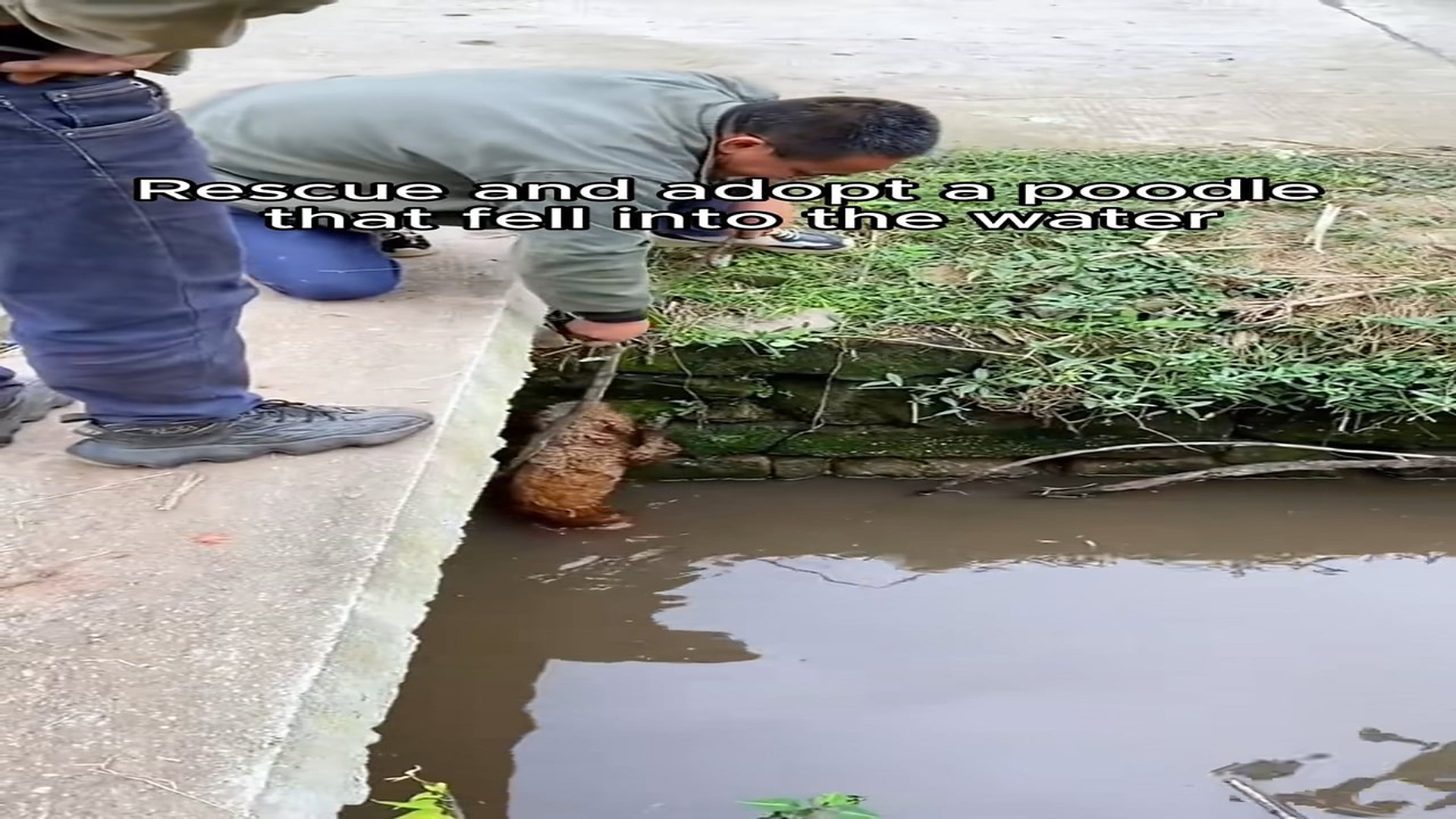 Full Video : H0207034_Rescue a poodle fell into water #rescue #animal #animalsofti