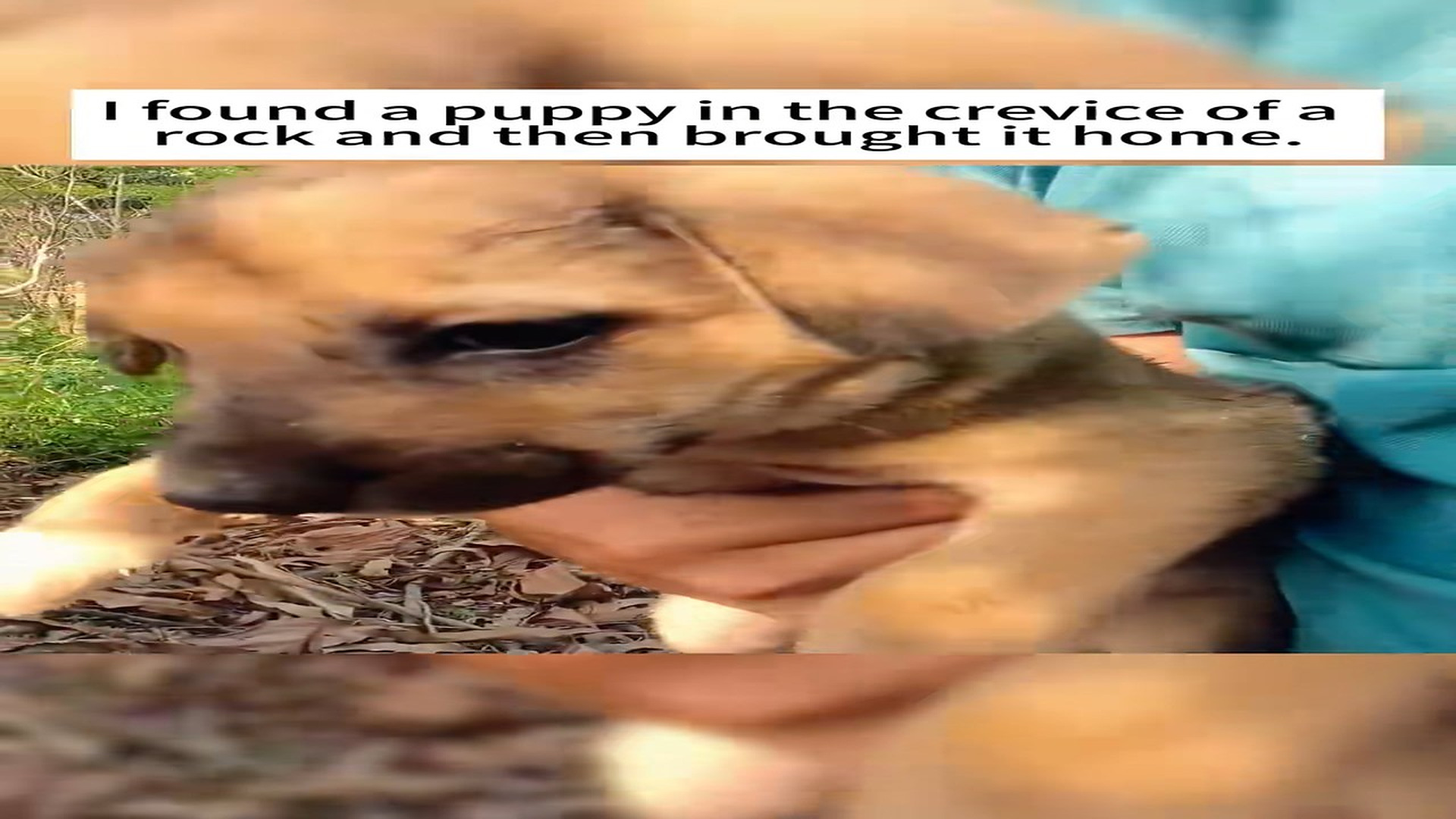 Part 2 : H0207010_#rescue #dog #animal #fyp #dogsoftiktok_part2