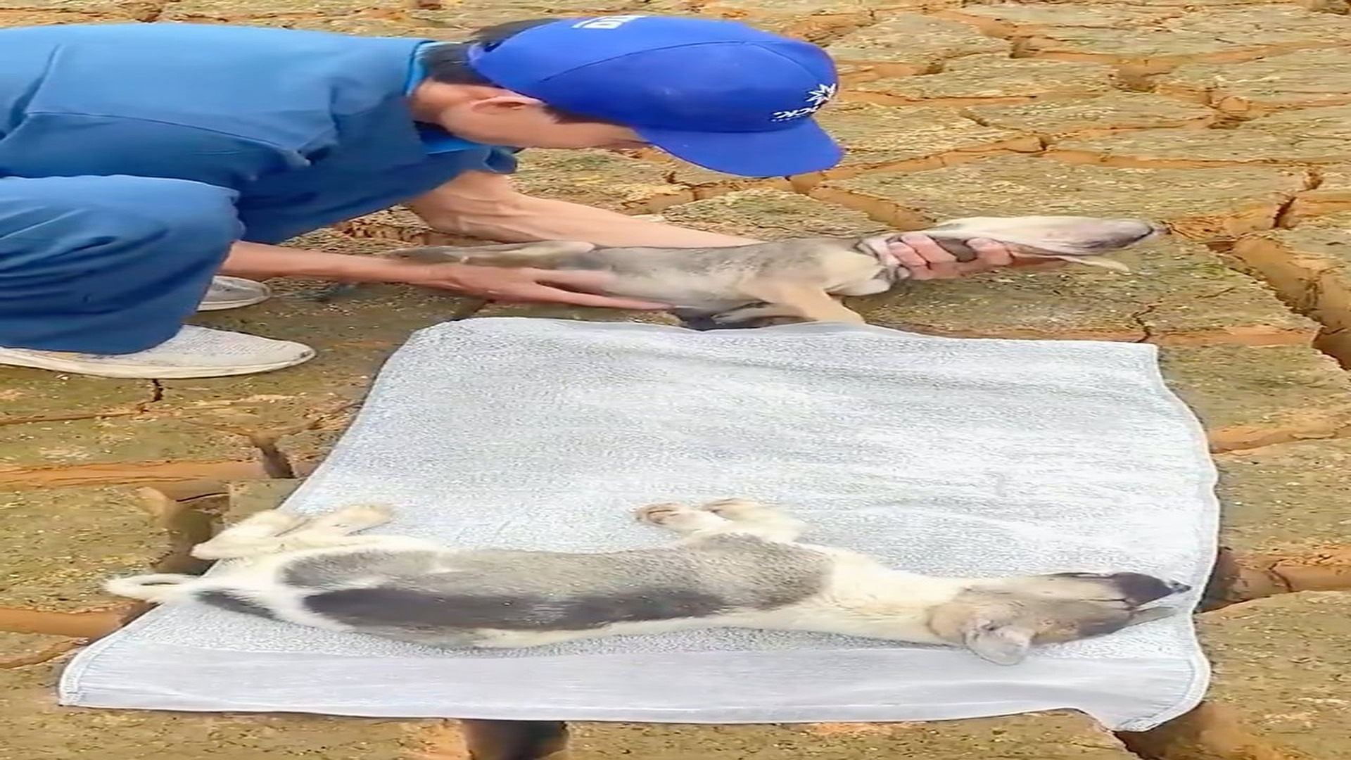 Part 2 : H0207006_#rescue #dog #animal #fyp #love (6)_part2