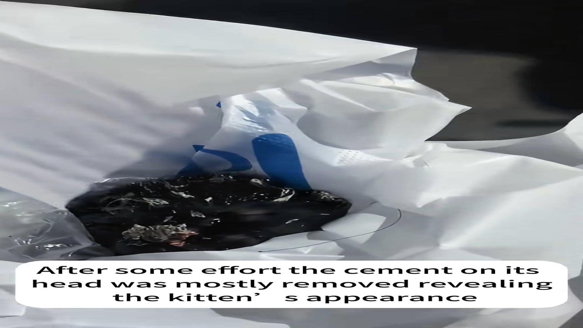 Part 2 : H0207002_#rescue #cat #animal #fyp #love_part2