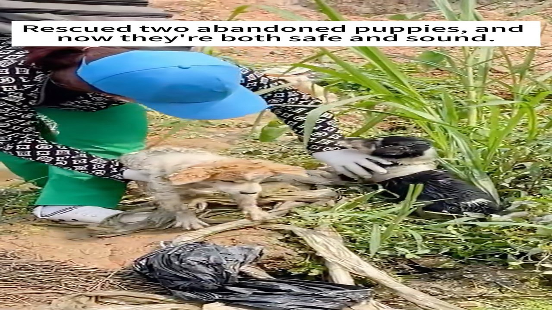 Part 2 : H0307005_#rescue #dog #animal #fyp #love (11)_part2