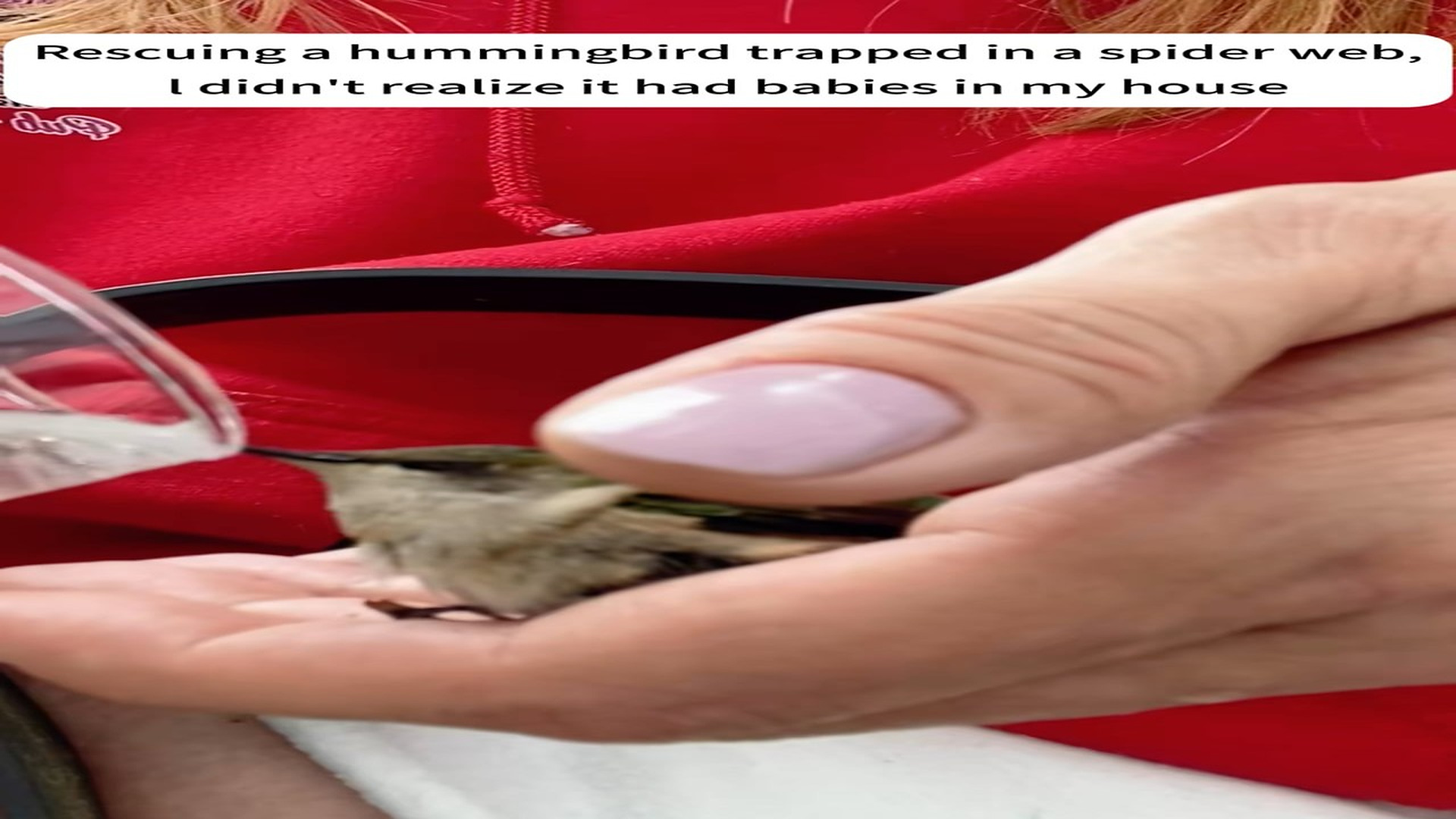 Part 2 : H0307003_#rescue #hummingbird #animal #fyp #love_part2