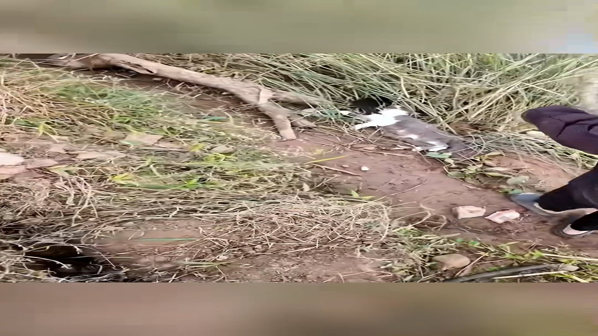 Full Video : H0307025_Girl rescued a family of cats #rescue #animal #animalsoftiktok #rescu