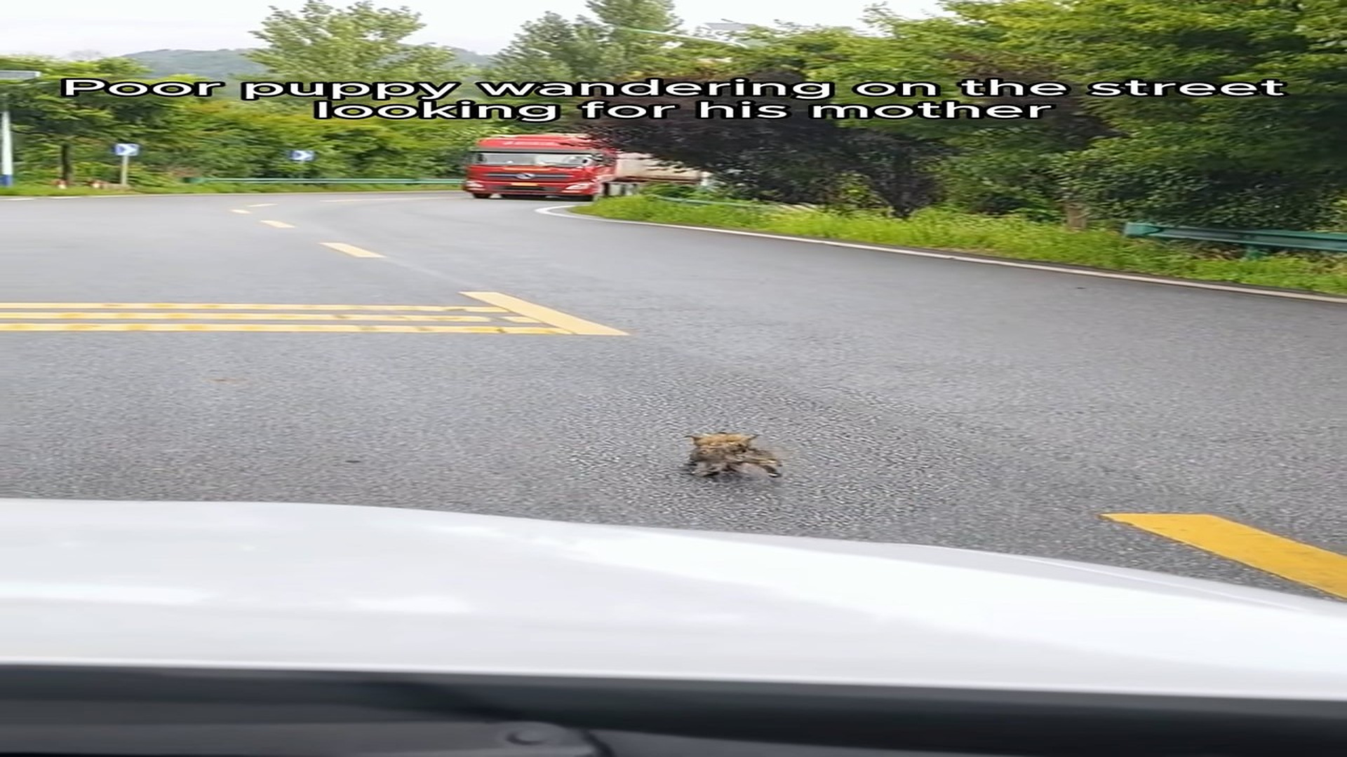 Full Video : H0307018_Rescue a puppy on road. s a cute puppy #rescue #animal #anim