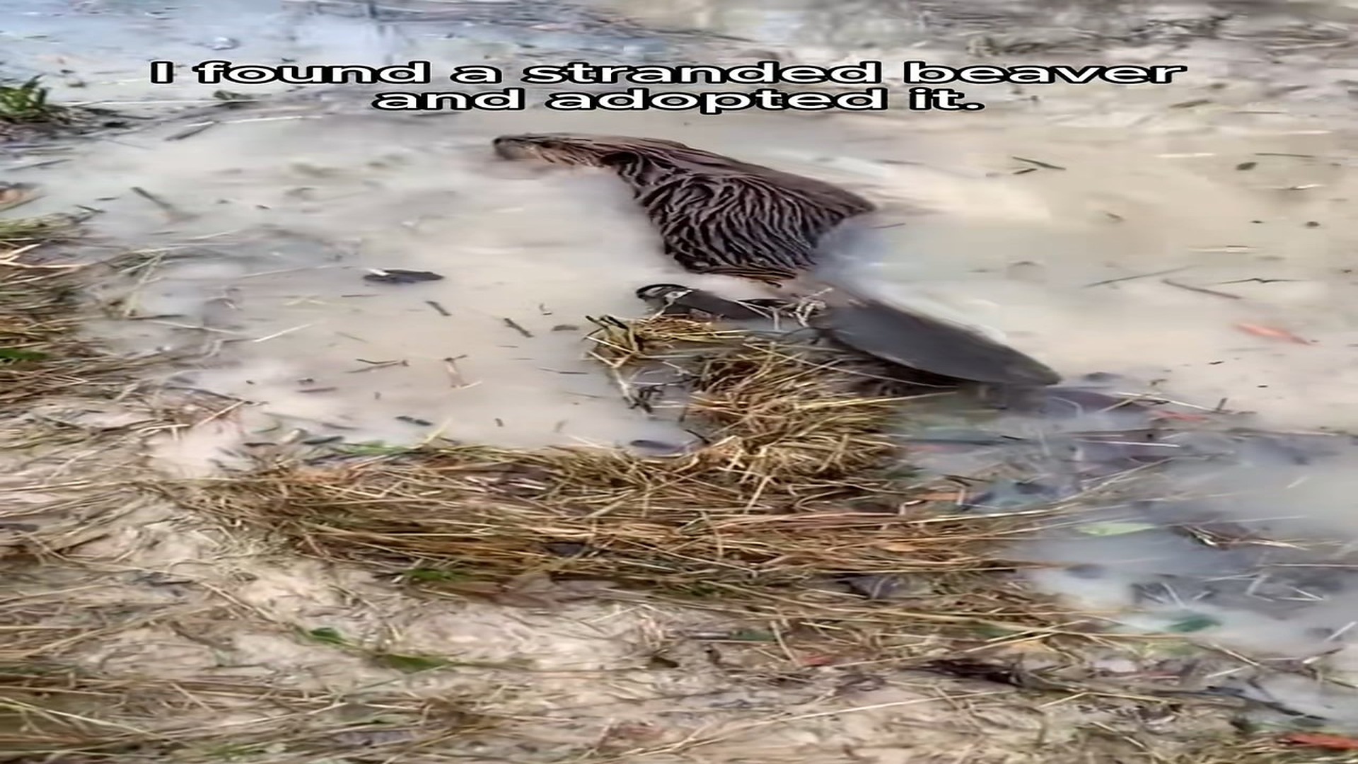Full Video : H0307016_Save a trapped beaver adopted him #rescue #animal #animalsoftikto