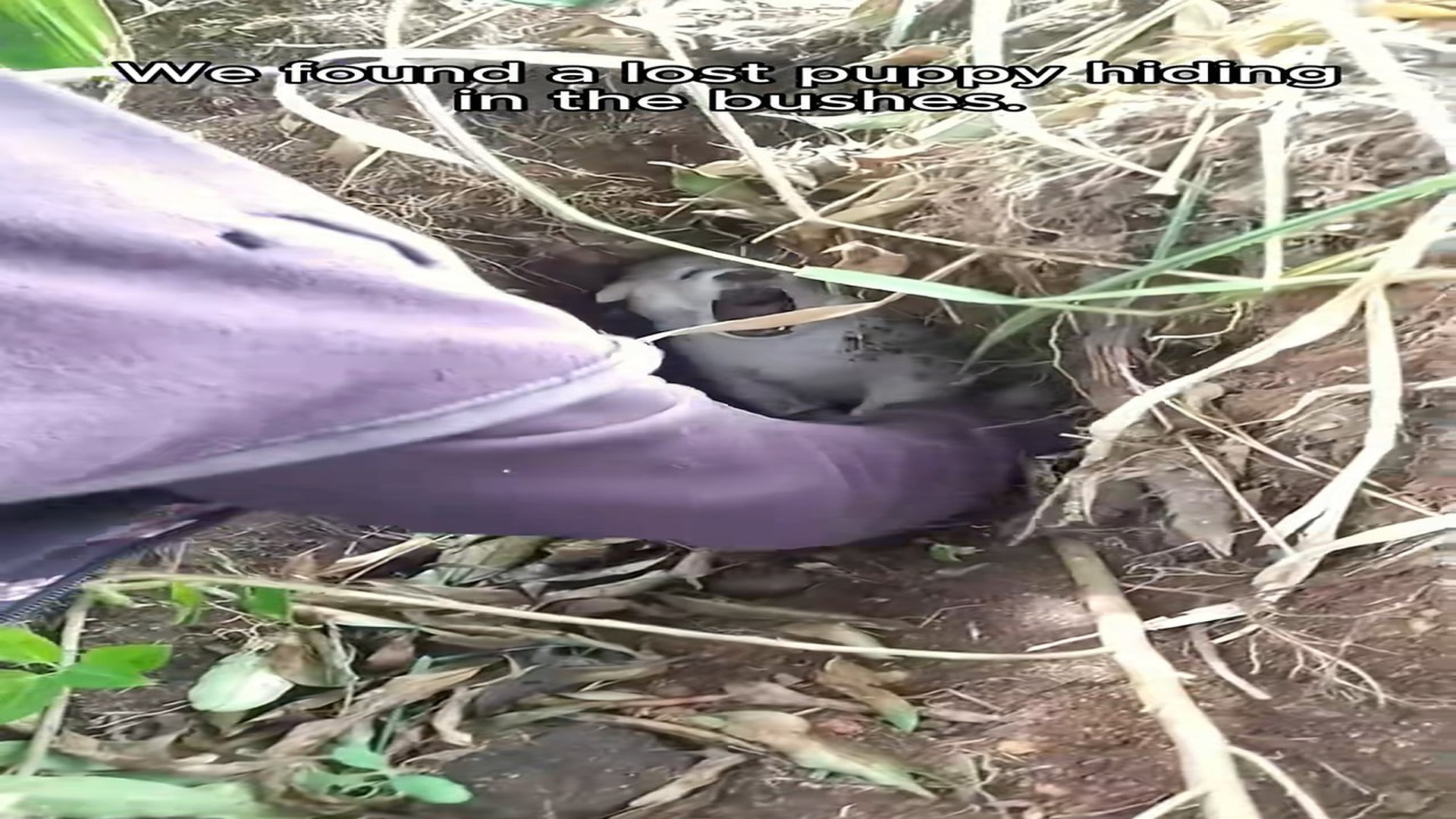 Full Video : H0307015_We found a lost puppy hiding in bushes #rescue ##animal #animalso