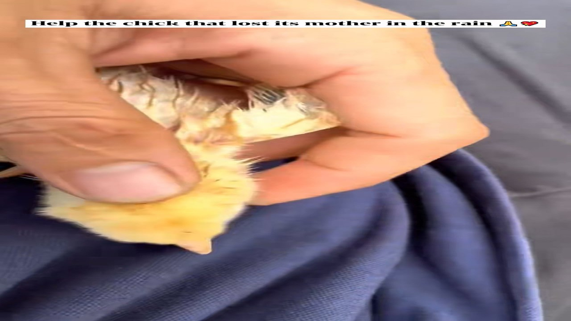 Part 2 : H0407009_Help chick lose its mother in rain! #animals #chick #ani_part2