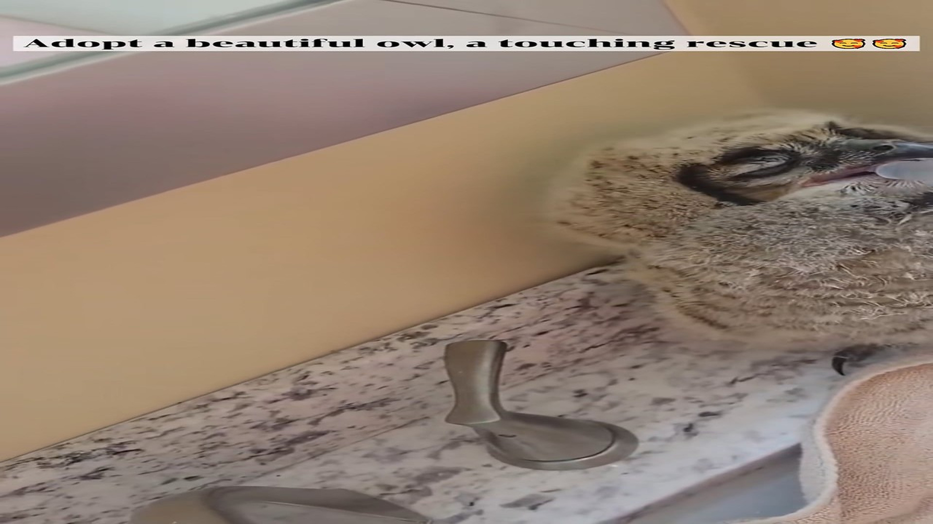 Part 2 : H0407010_Adopt a beautiful owl, a touching rescue! #animals #animal #fyp #pet_part2
