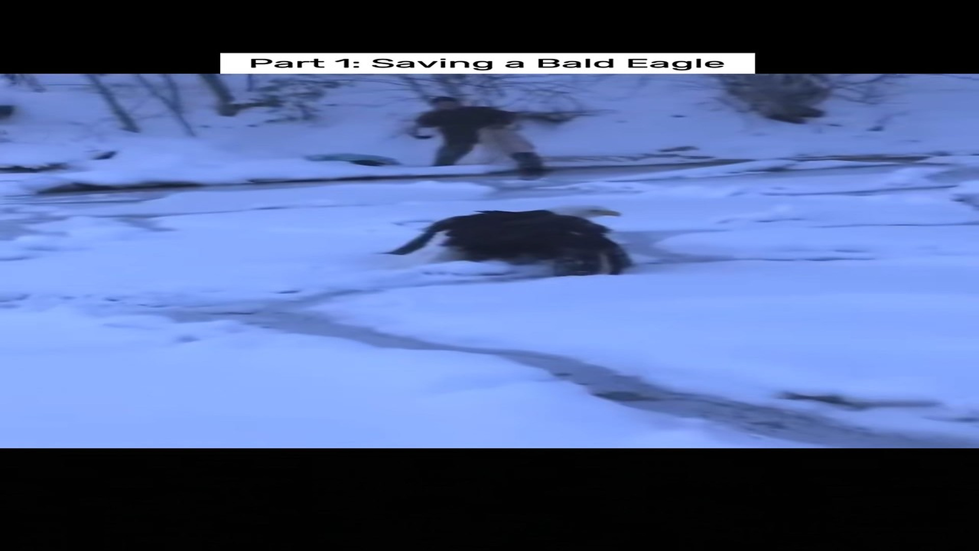 Part 2 : H0407008_1 saving a Bald Eagle!!! #eagle #rescueeagle #rescueanimals #fy_part2