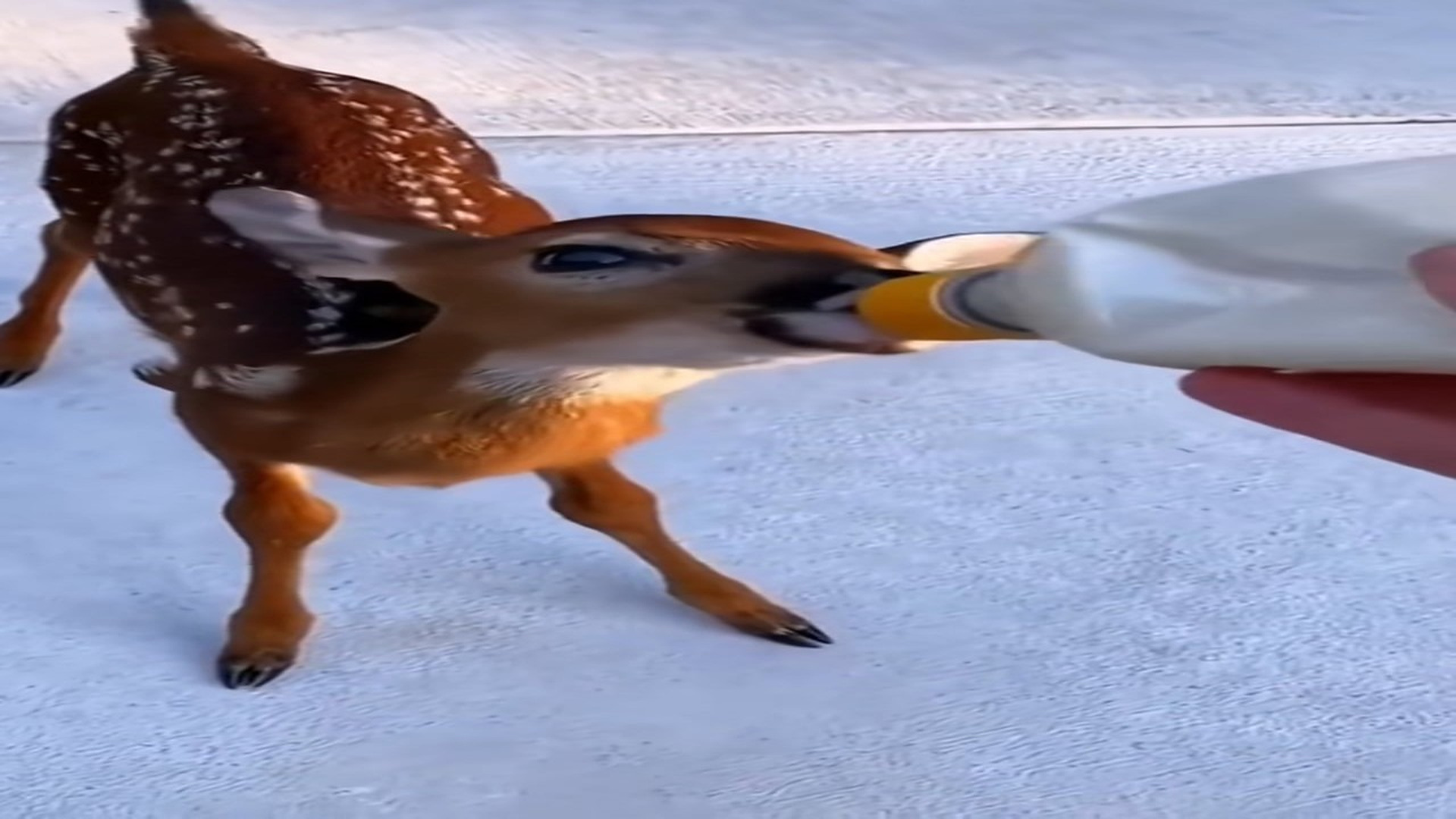 Part 2 : H0407002_fawn found me to say thank you! #deer #fawn #animals #animalsofti_part2