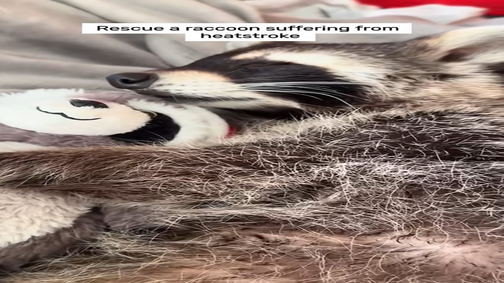 Part 2 : H0407004_#raccoon #animals #animalsoftiktok #fyp #pets #rescue #rescueanimals_part2