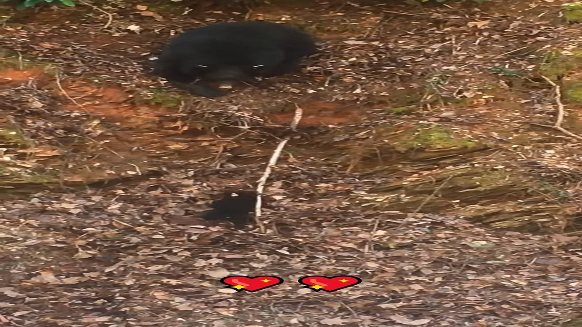 Part 2 : H0507015_Clever mother bear use method to help her cub! #animal #bear #an_part2