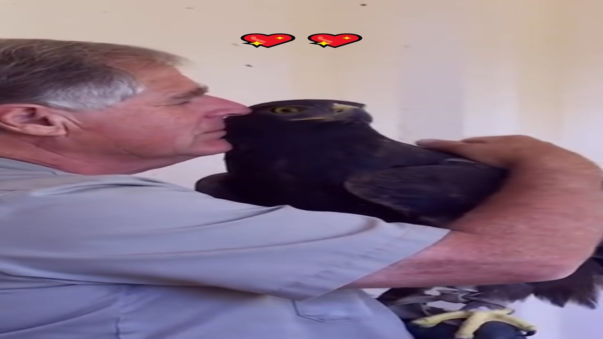 Part 2 : H0507013_Rescue gold eagle! #eagle #animals #animal #animalsoftiktok #pet #res_part2