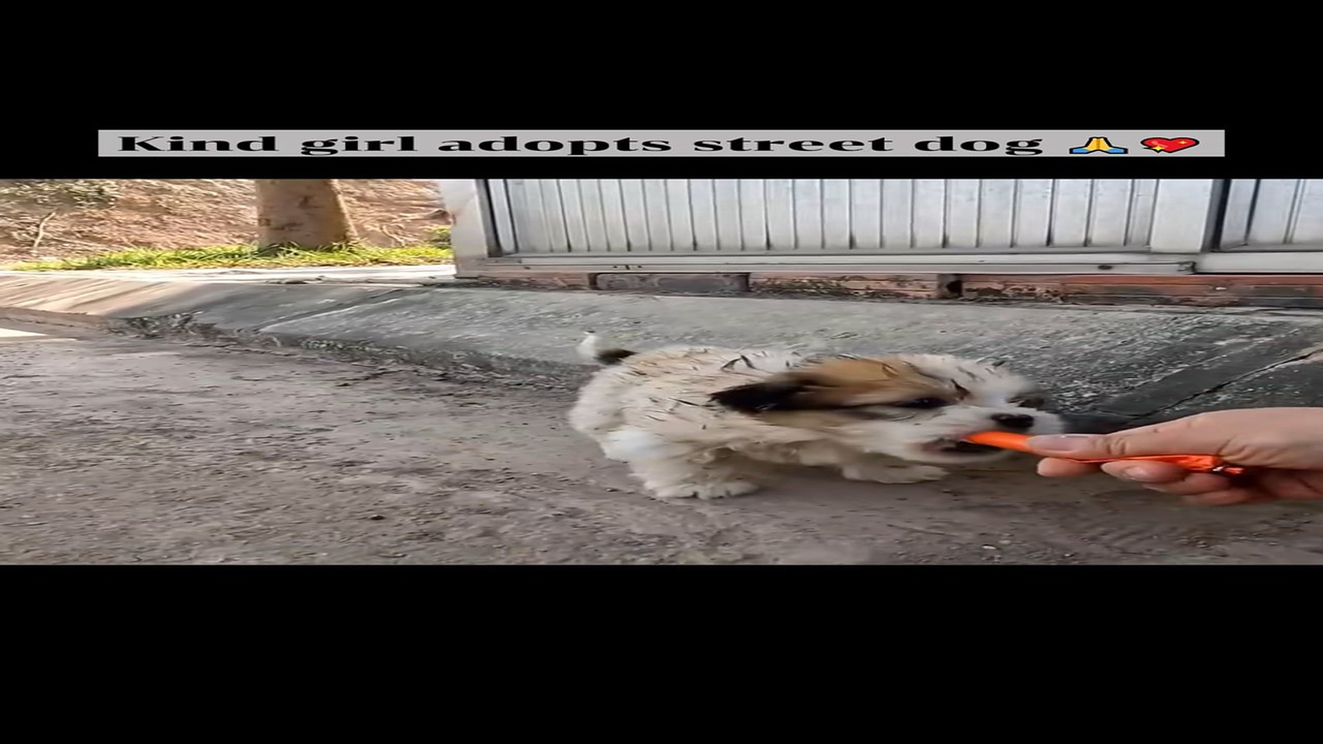 Part 2 : H0507012_Kind girl adopts street dog #animals #pet #animalsoftiktok #fyp #dog_part2