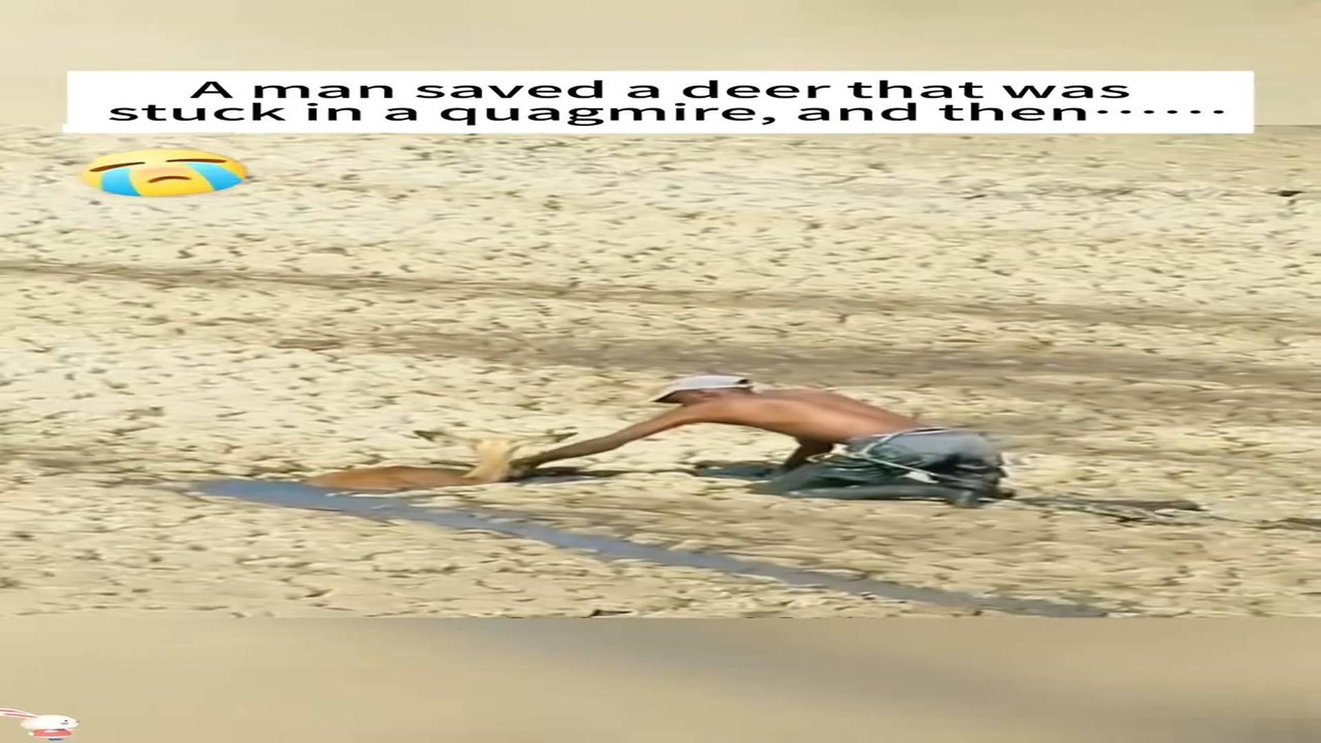 Full Video : H0407037_After saving mother deer,she entrusted her sick baby to me th