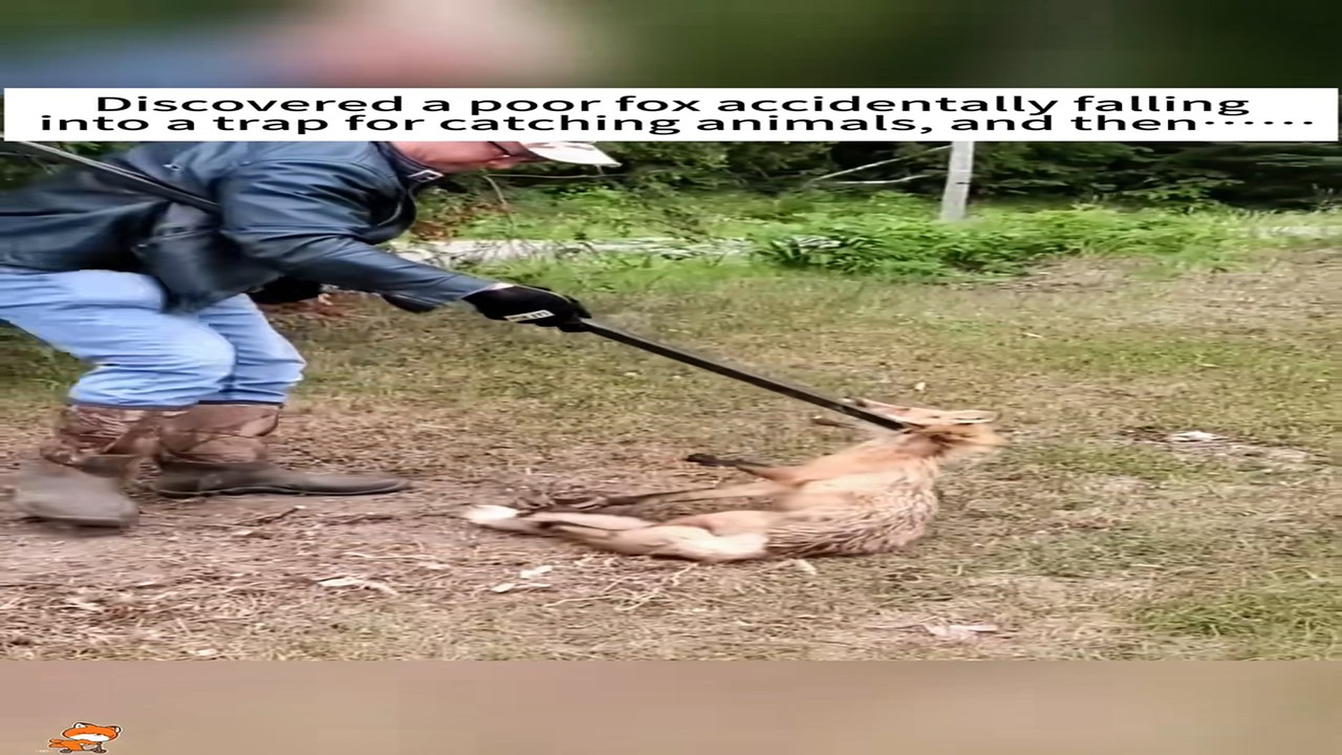 Full Video : H0407035_Dlscovored a poor fox accidentally falling into a trap catching a