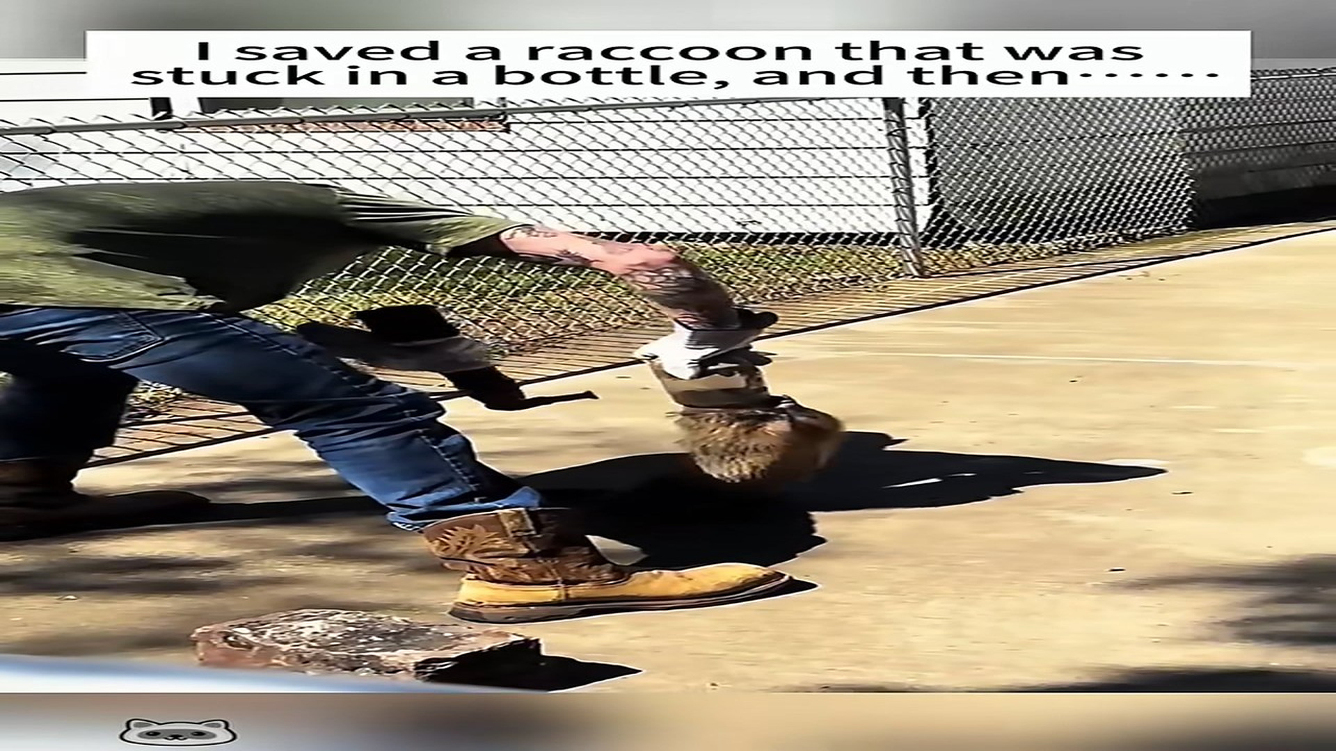 Full Video : H0407036_Warning!Don t save raccoons casually otherwise you will be like me !