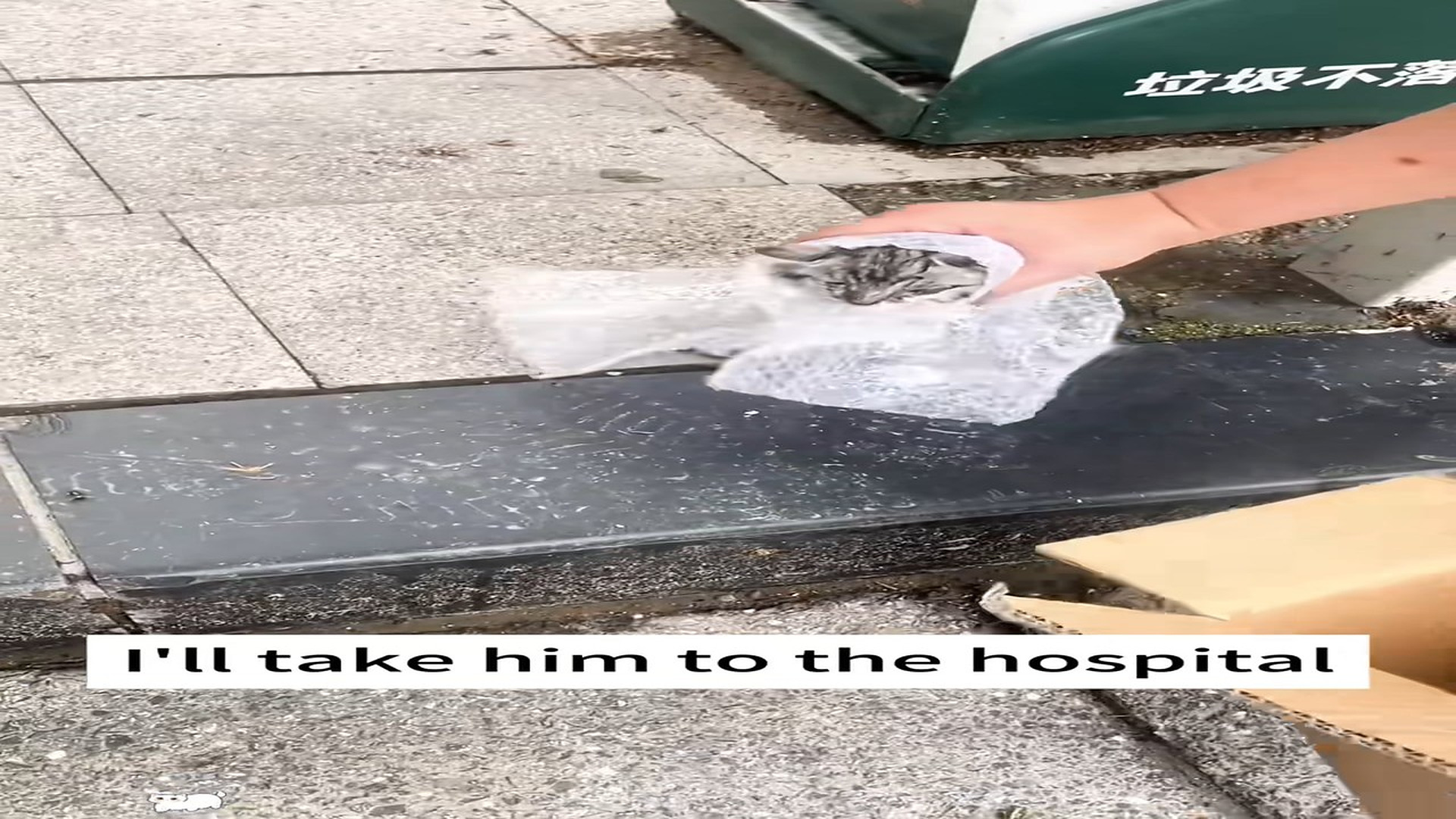 Full Video : H0407031_I found it on roadside cried then #catrescue#rescuecat#stra