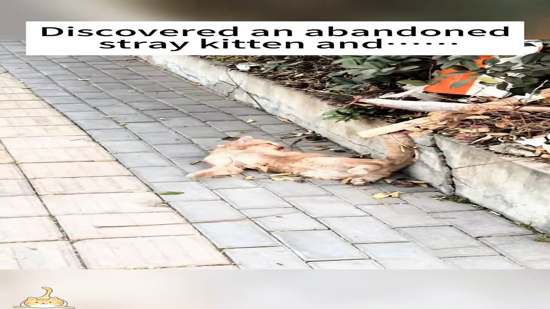 Full Video : H0407032_Discovered an abandoned stray kitten #catrescue#kittenrescue#ani